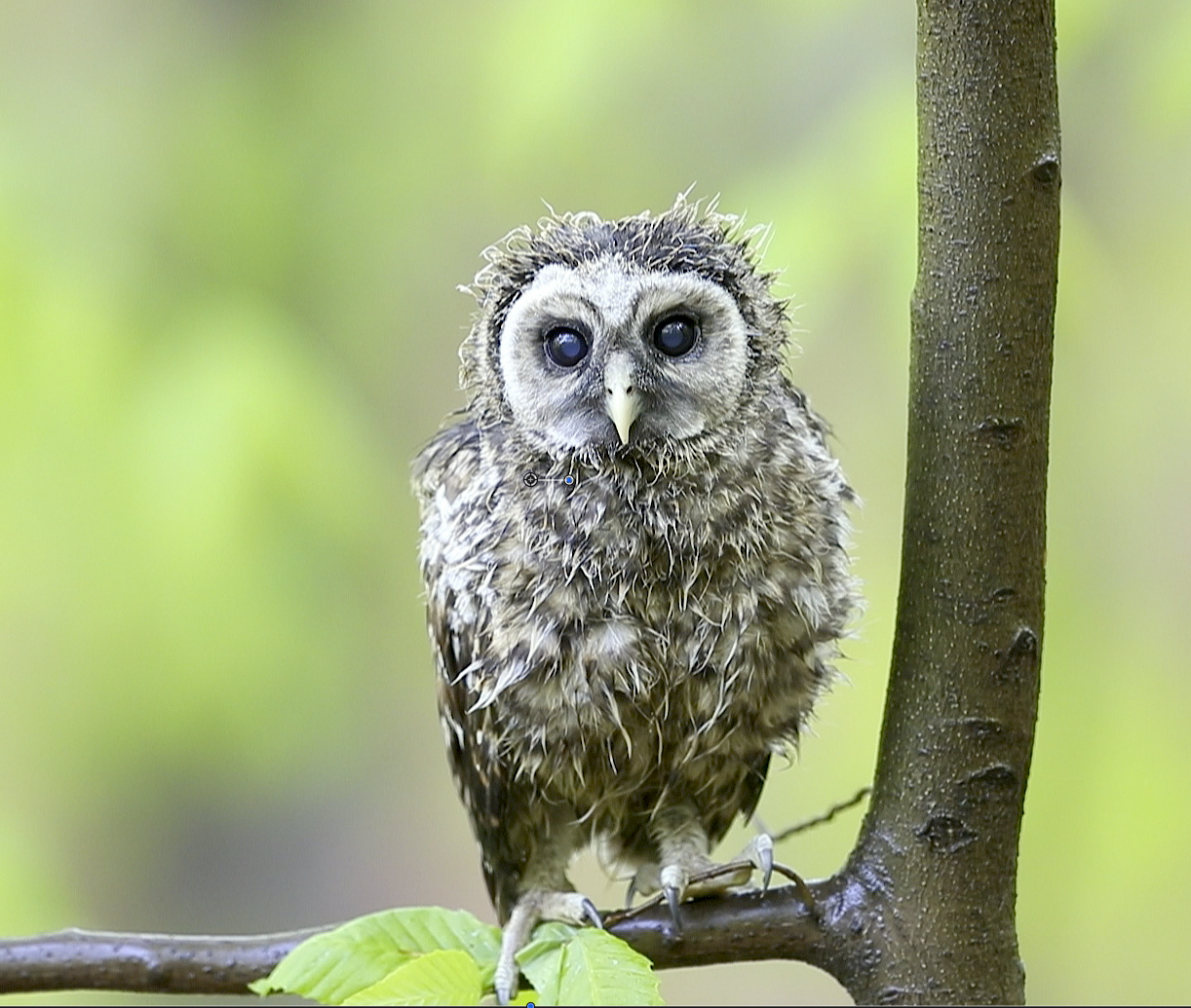 Wet Barred Owlet - New Jersey