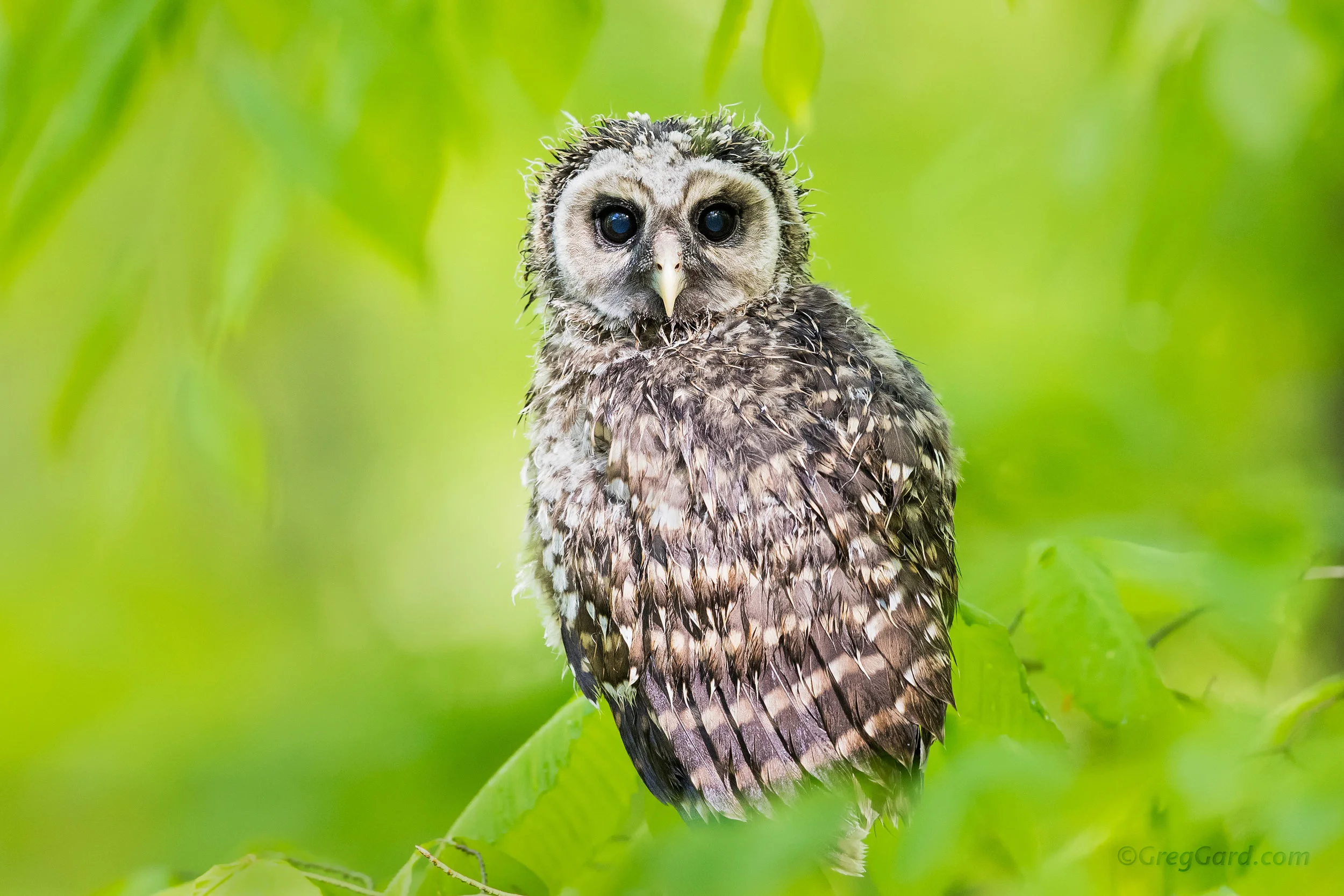 Soaked Barred Owlet - New Jersey