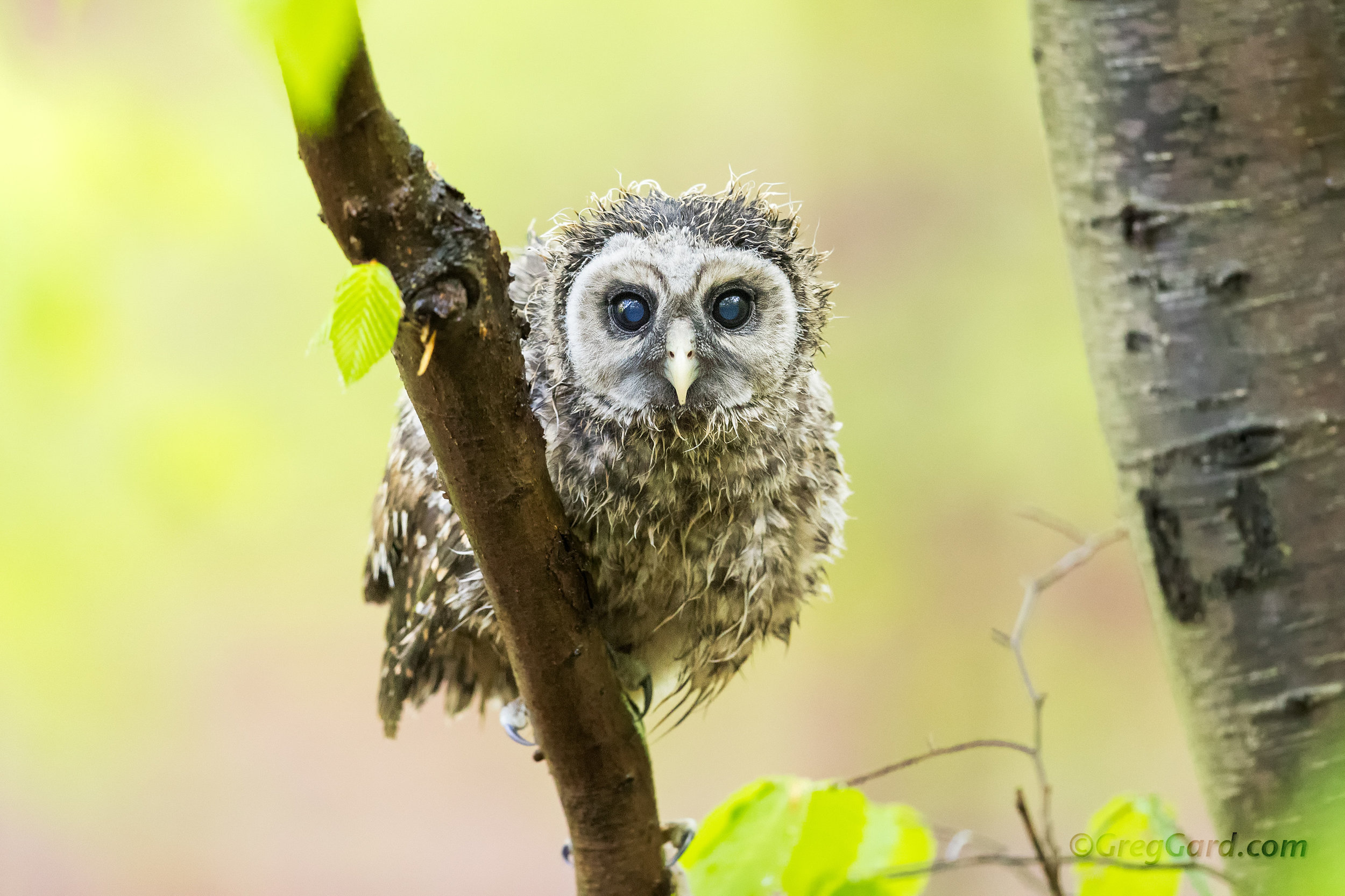 Barred Owl owlet