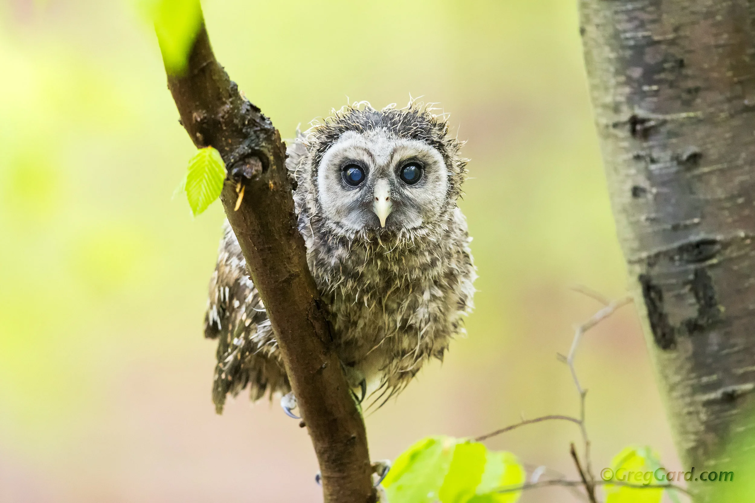 Barred Owlet - New Jersey