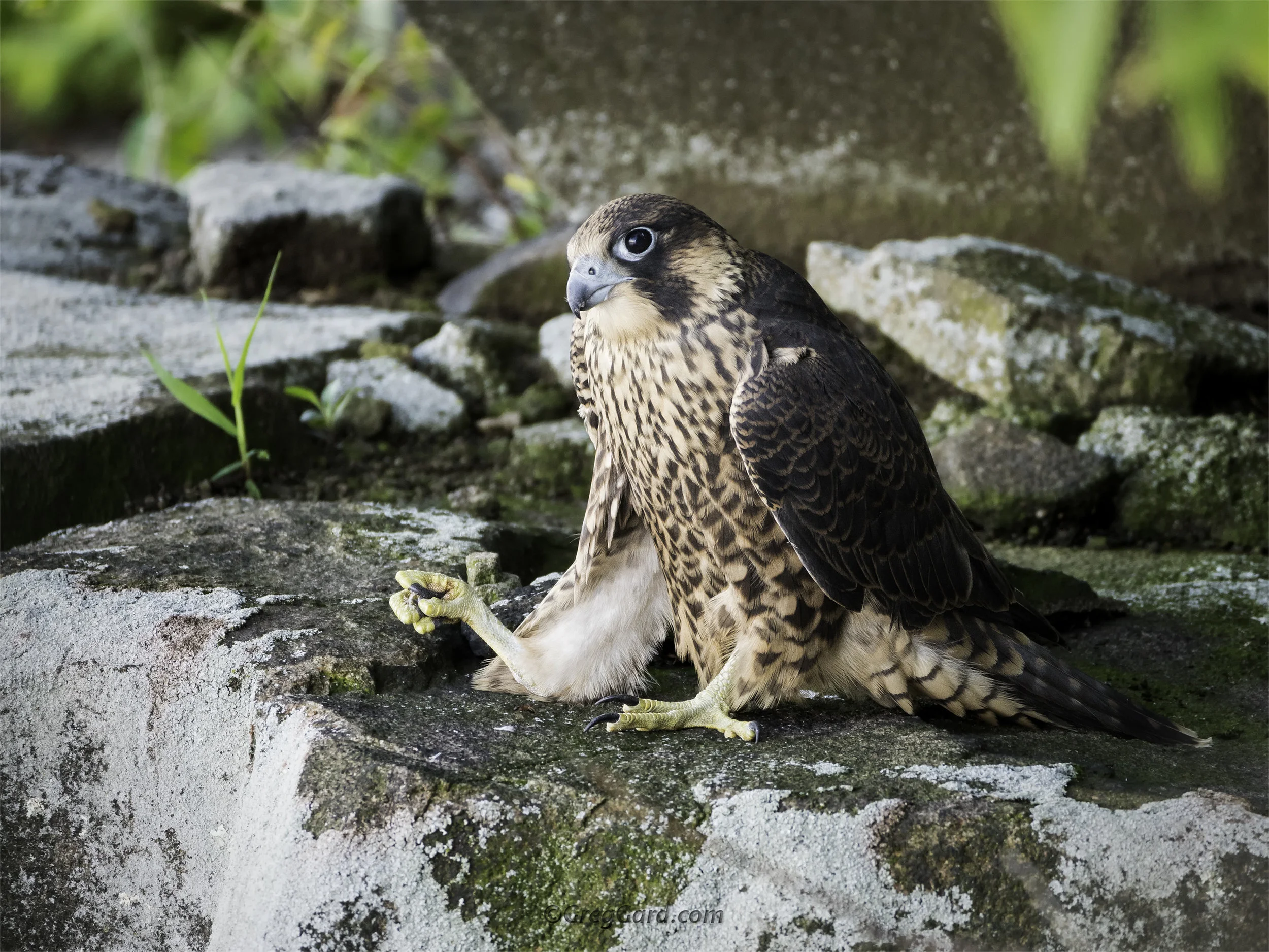 Peregrine Falcon with prey - NJ