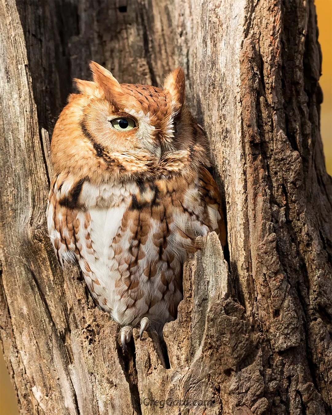 Eastern Screech Owl - New Jersey