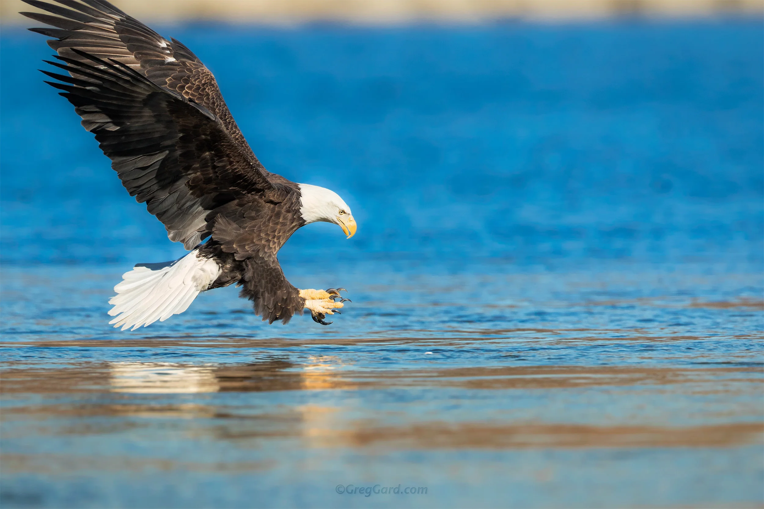 Bald Eagle