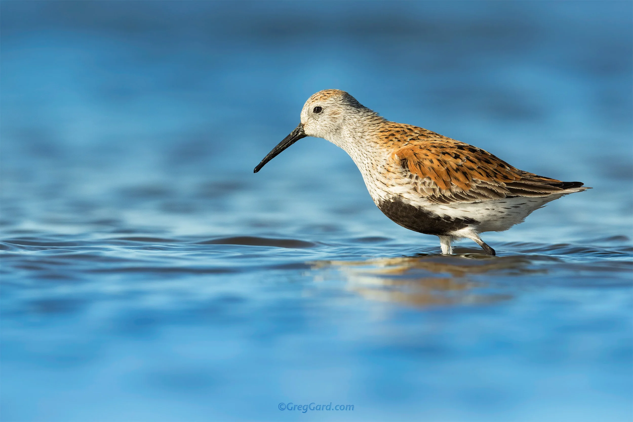 Dunlin - New Jersey