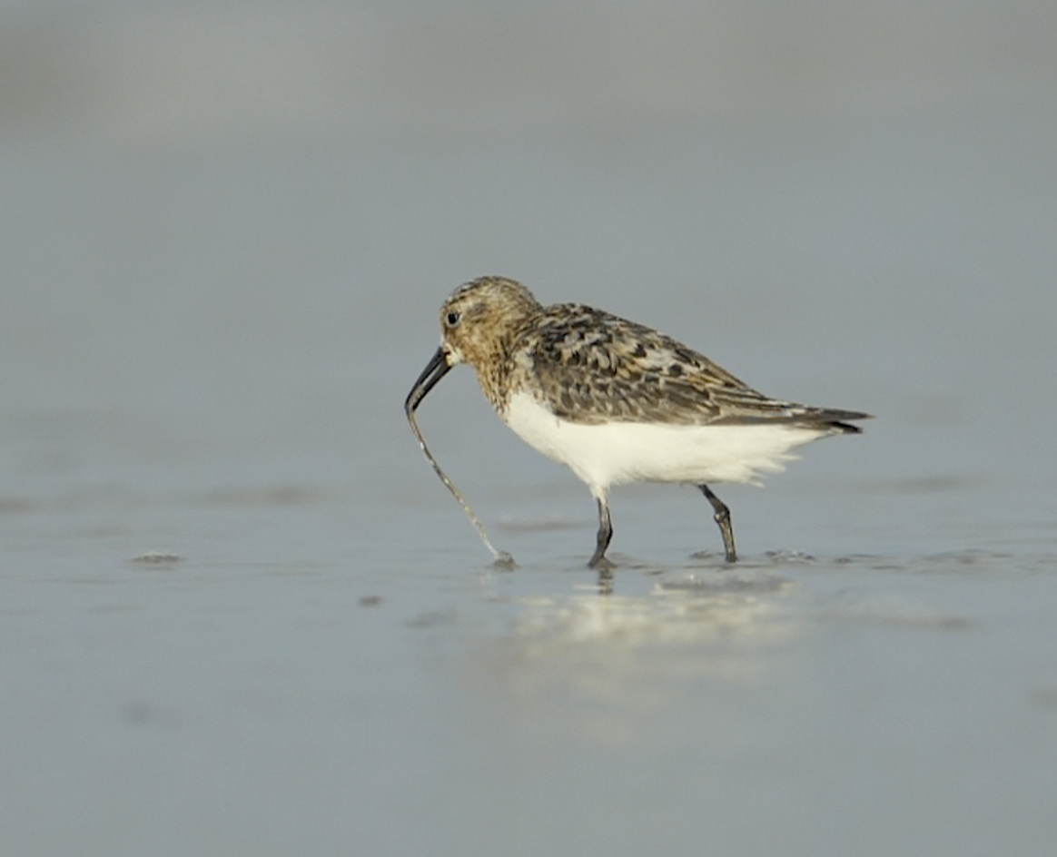 Sanderling feeding on worms in slow-motion - New Jersey