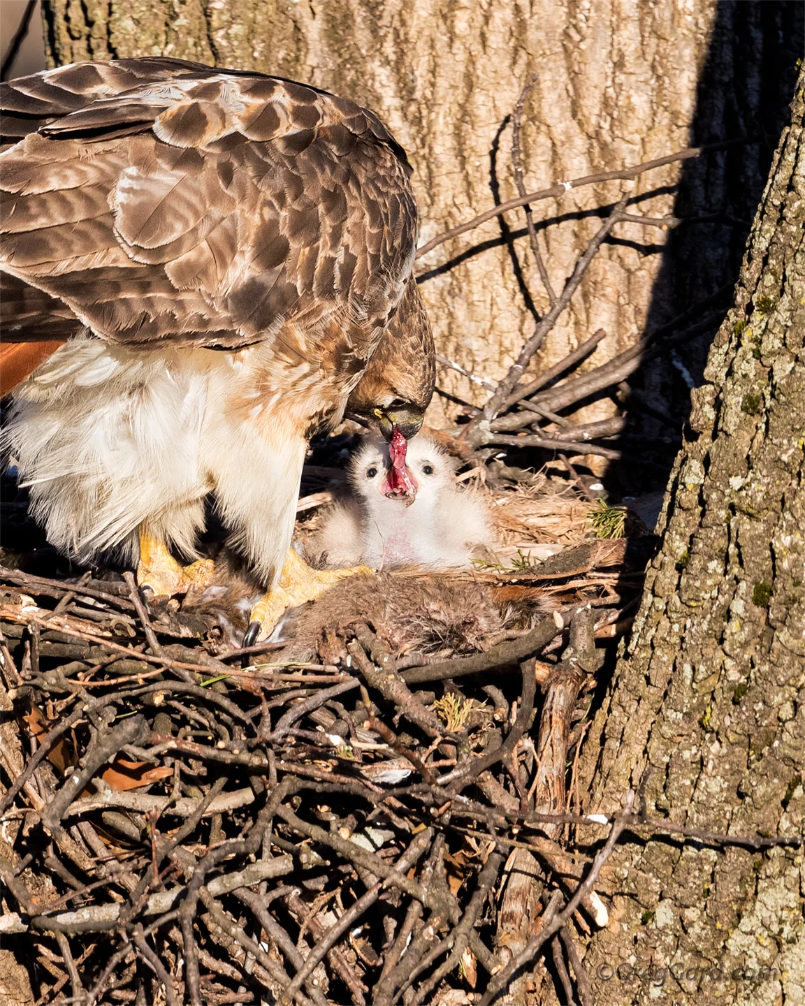 Red-tailed Hawk nest - New Jersey