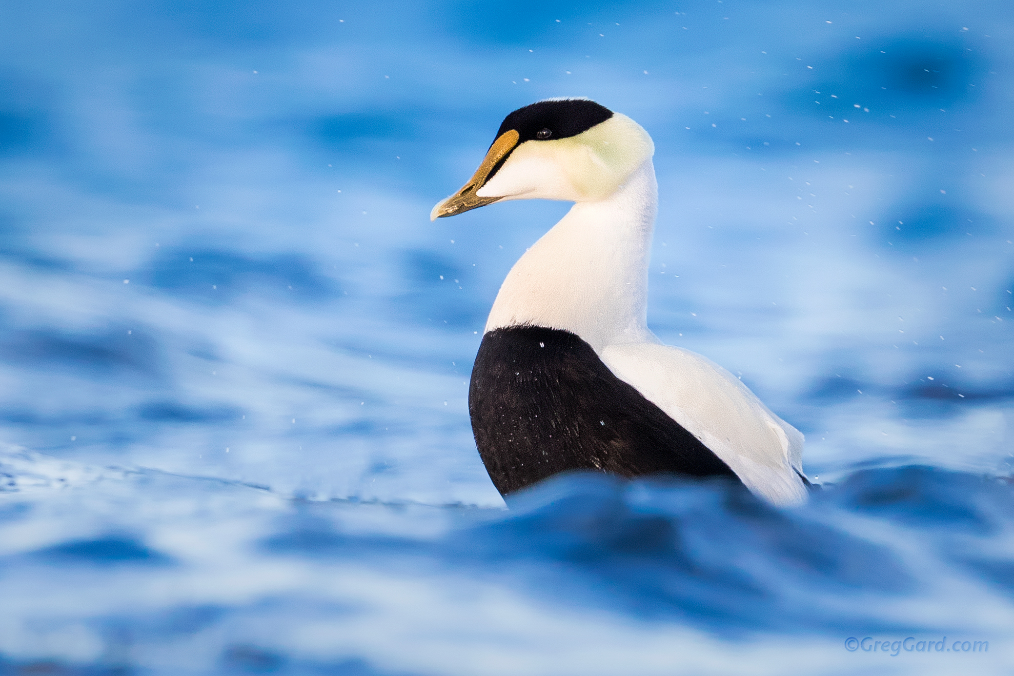 Adult male Caommon Eider resting on rock
Long Island, New York
Photograph captured with a Canon EOS 1DXII camera paired with a Canon 600mm f/4 IS II lens and 1.4x extender, at 840mm, using following settings: 1/640 s, f/8, ISO 1600
Please contact: info@greggard.com for licensing information
www.GregGard.com
ALL RIGHTS RESERVED
COEI, drake, ocean, winter