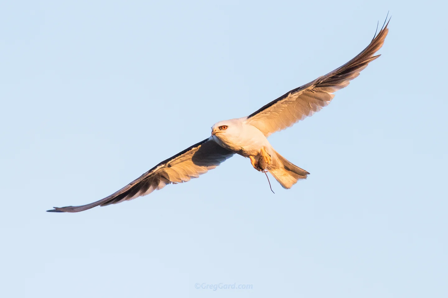 Adult White-tailed Kite in-flight with prey - California, USA