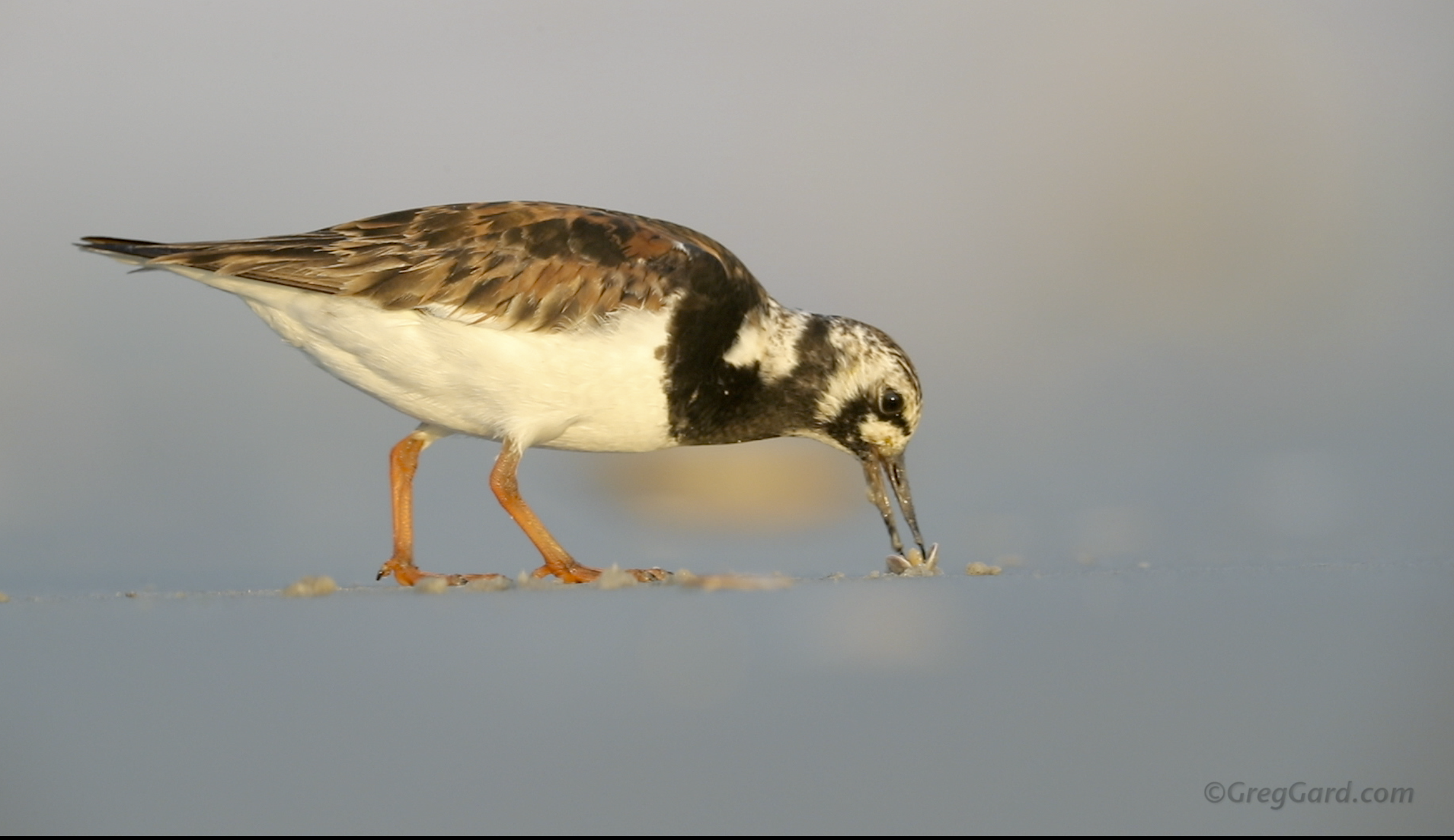 Ruddy Turnstone feeding  - New Jersey