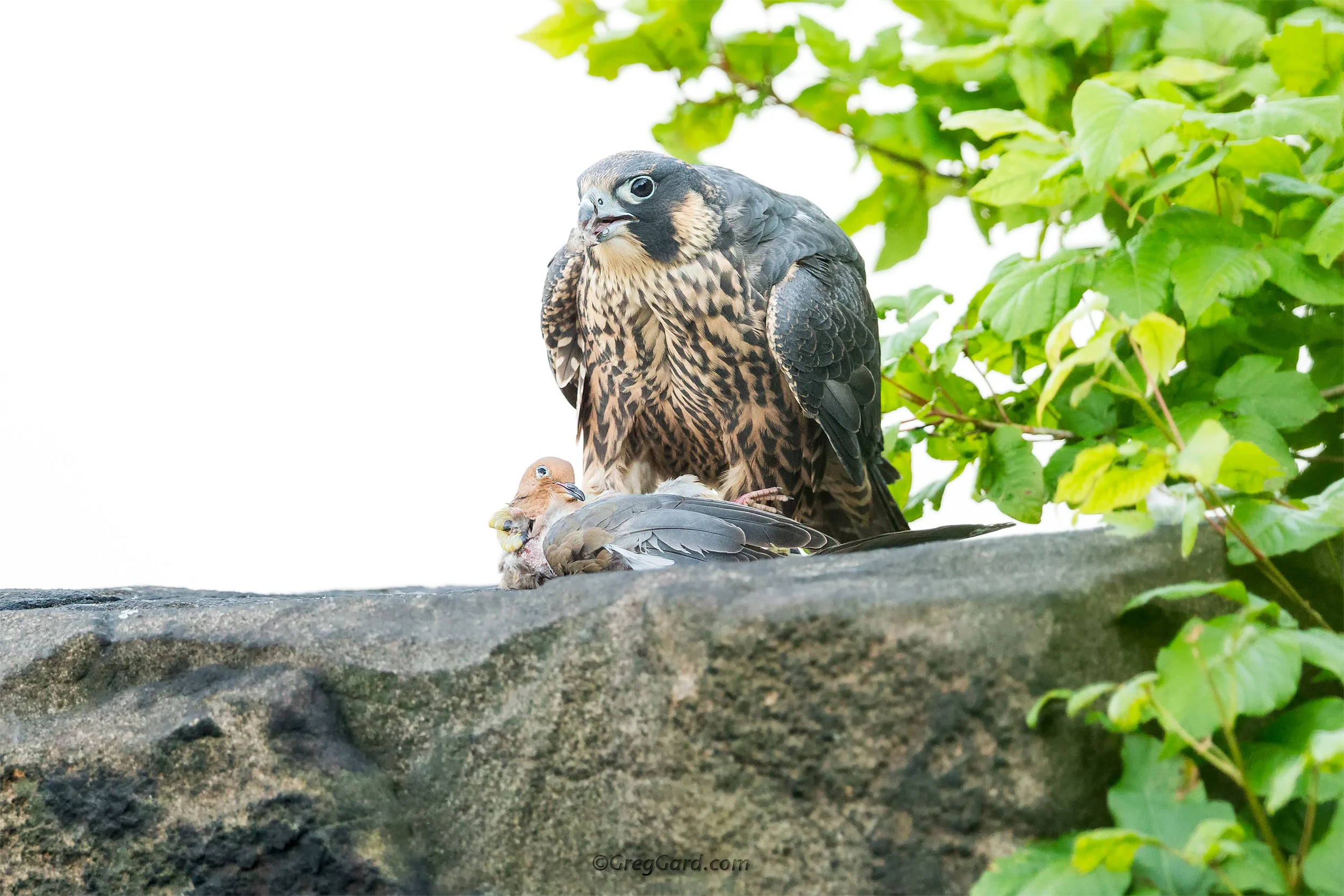 Peregrine Falcon with prey - NJ
