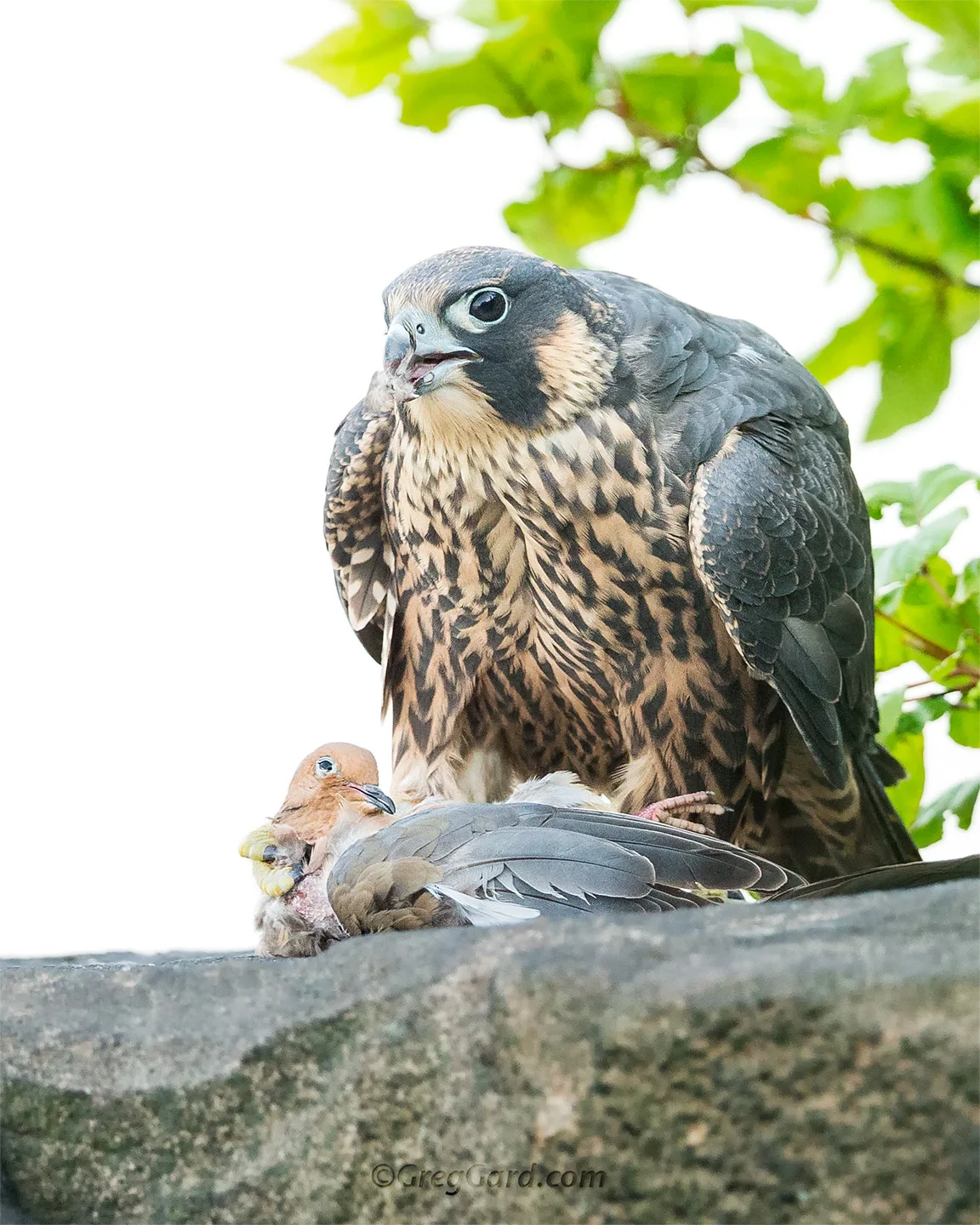 Close-up look on the young Peregrine Falcon holding a Mourning Dove in its talons - New Jersey