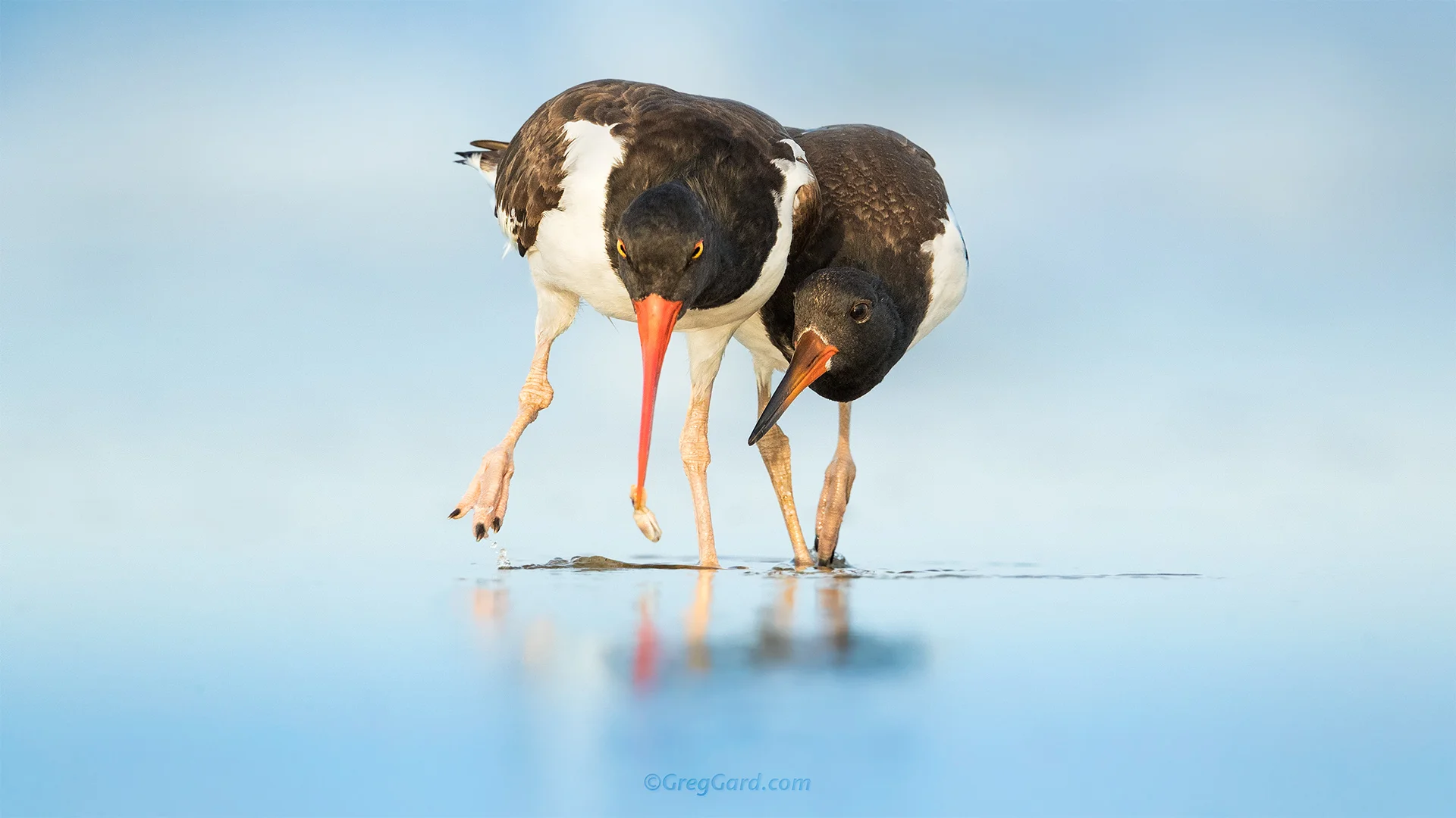 American Oystercatchers feeding - Nickerson Beach, NY