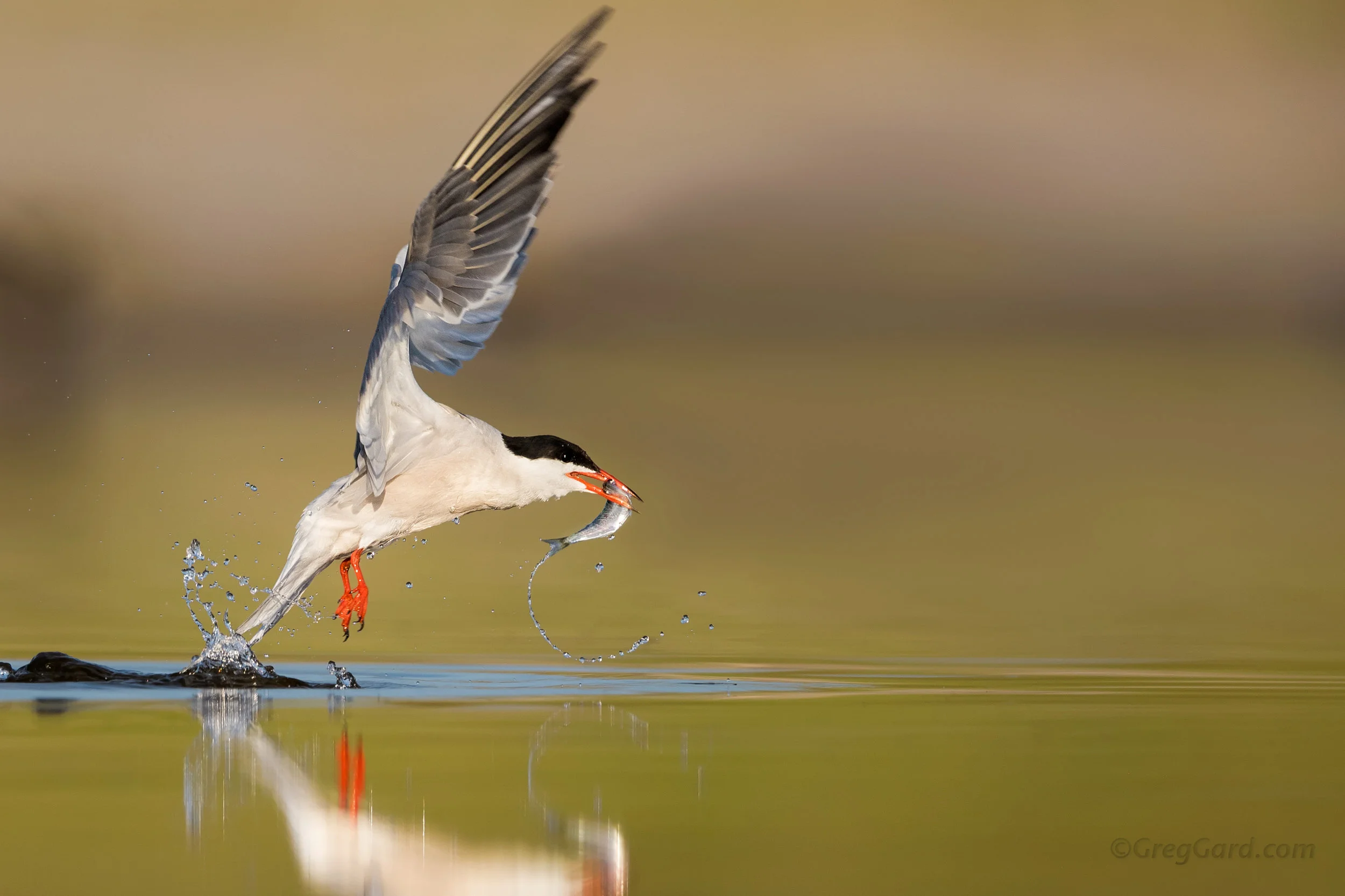 Adult Common Tern with a just caught fish - Nickerson Beach, NY