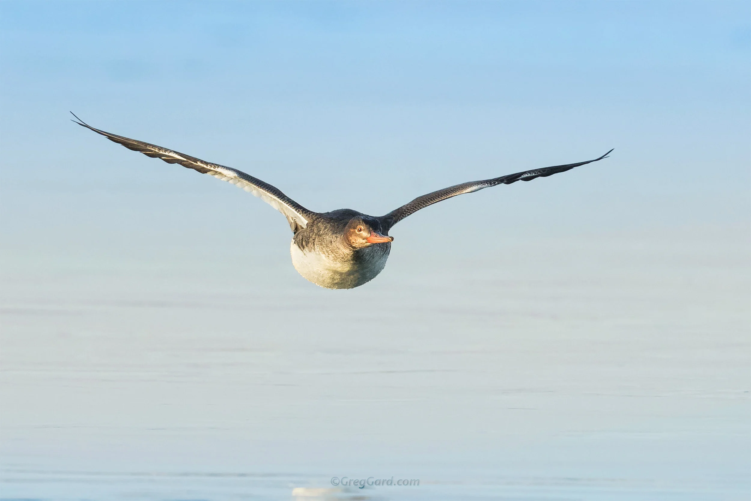 Common Merganser in-flight - New Jersey