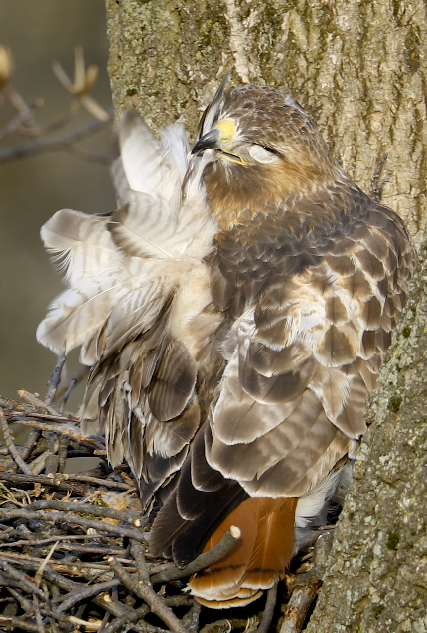 Red-tailed Hawk adjusting eggs - New Jersey