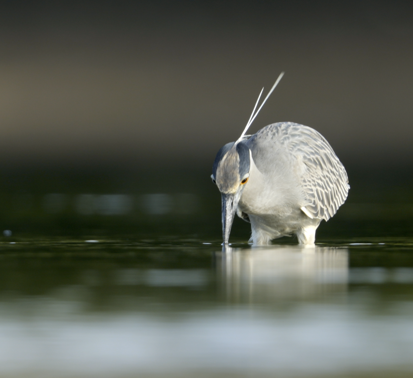 Yellow-crowned Night-Heron catching a meal - Florida