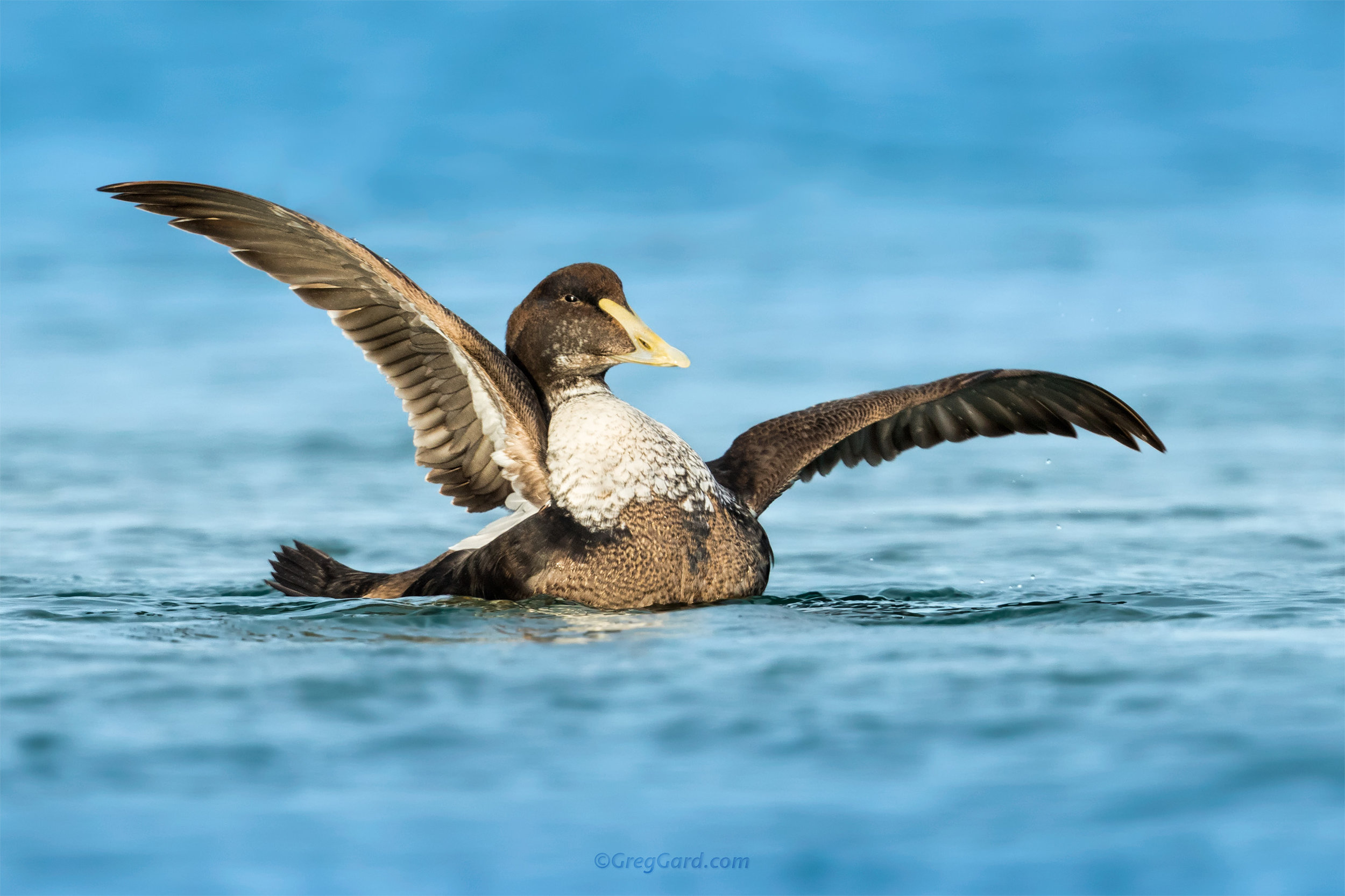 Young male Common Eider rising its wings - NY