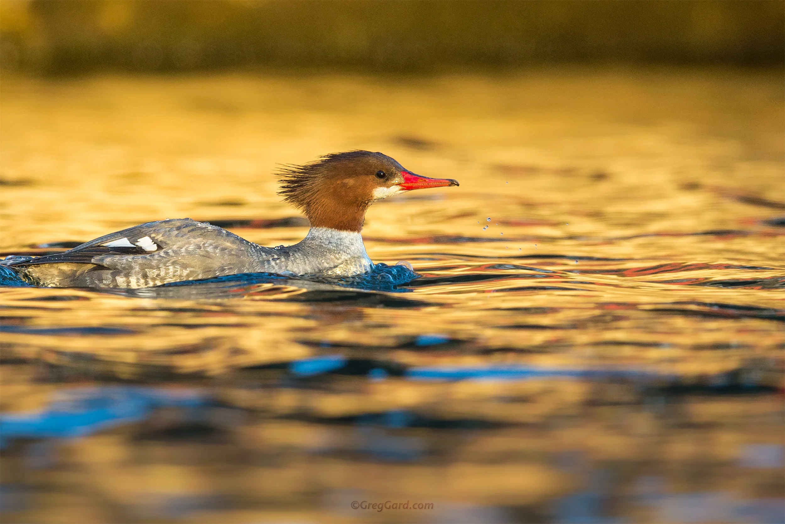 Common Merganser - Meadowlands, NJ