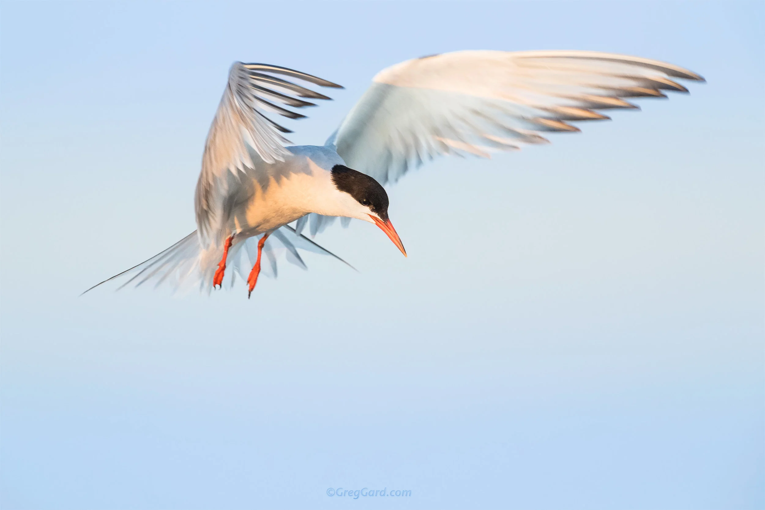 Common Tern - Nickerson Beach, NY