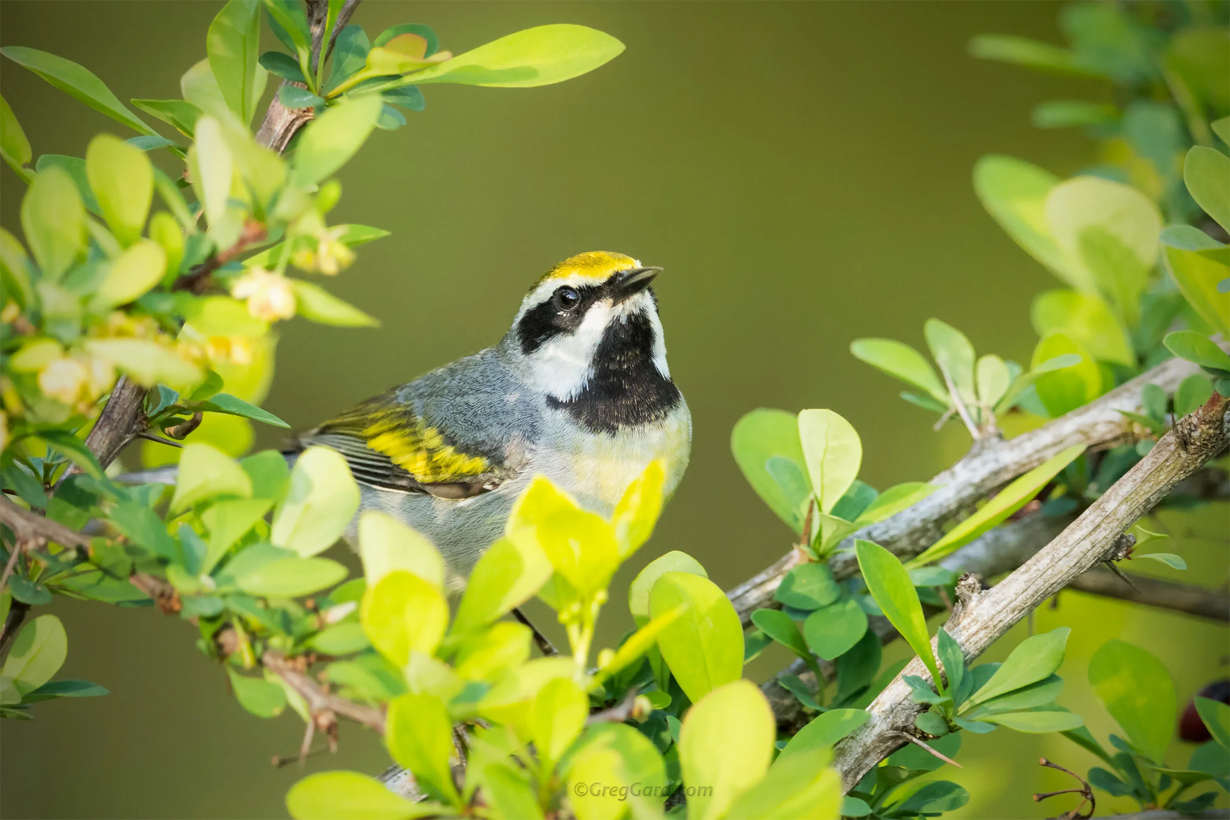 Golden-winged Warbler - New Jersey