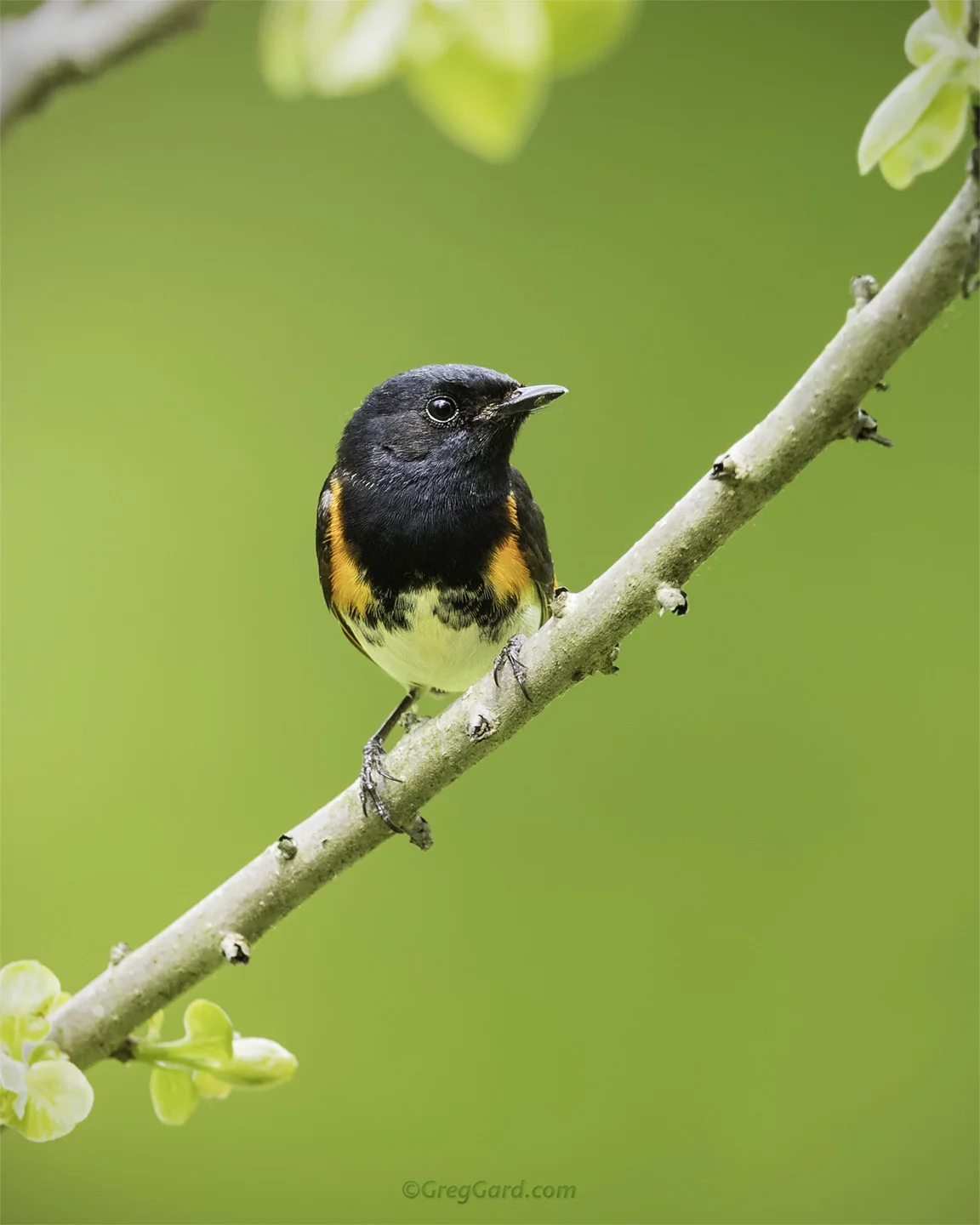 American Redstart - New Jersey