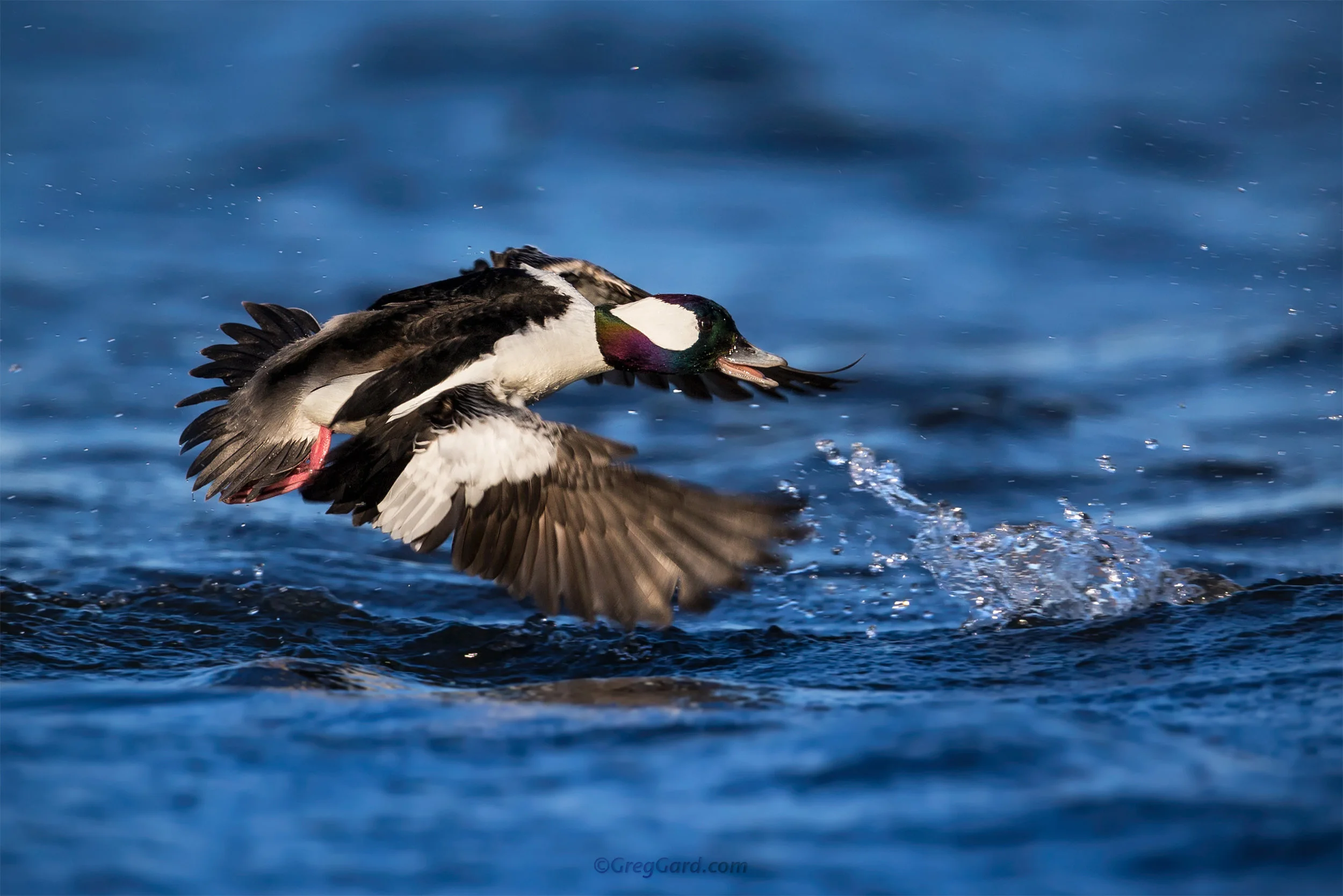 Bufflehead in-flight- New Jersey