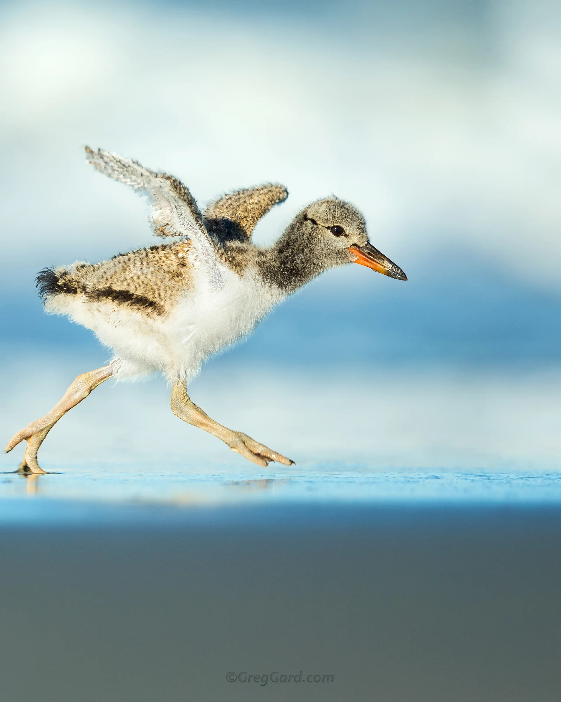 Young American Oystercatcher - Nickerson Beach, NY