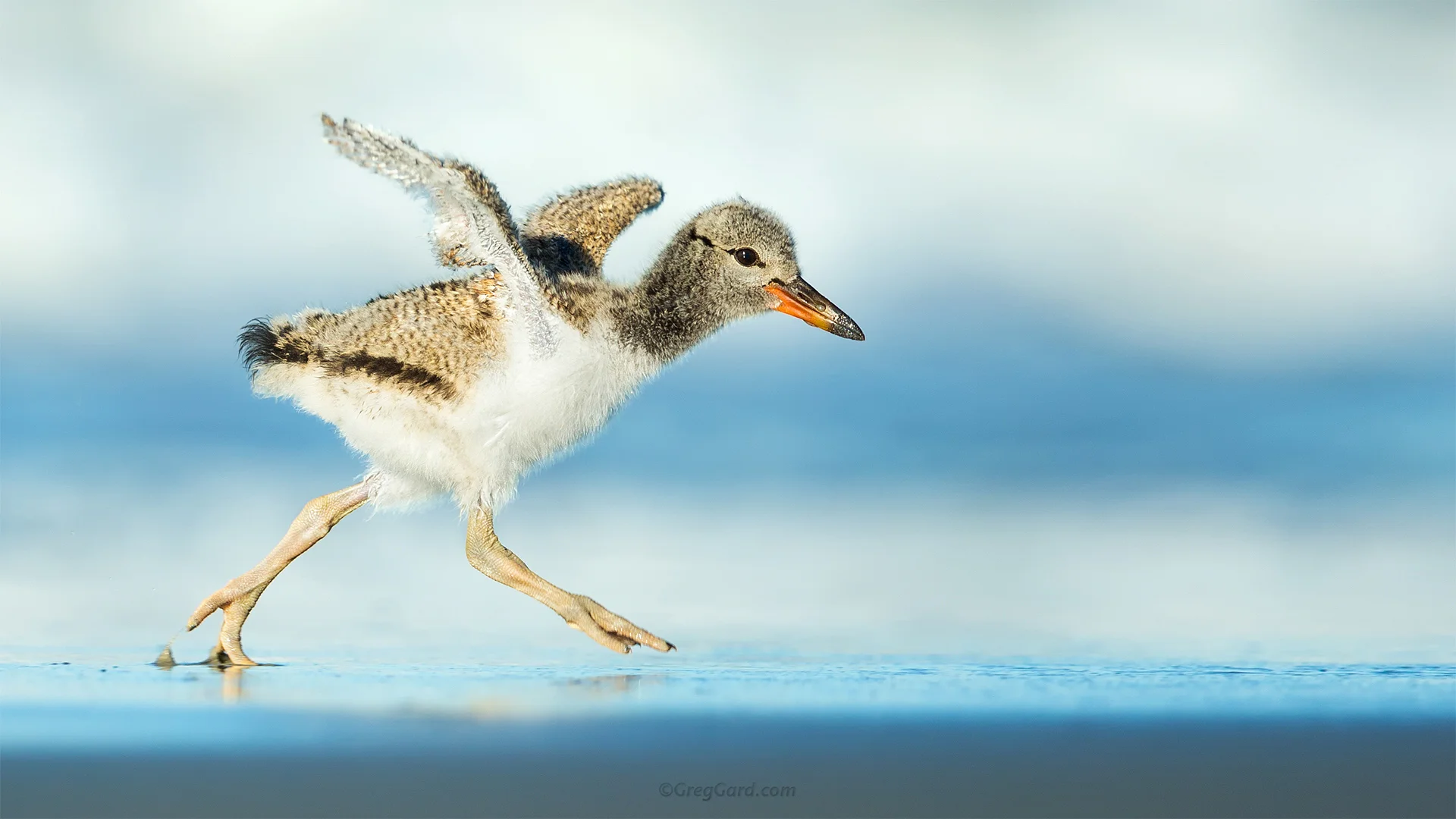 American Oystercatchers chick - Nickerson Beach, NY