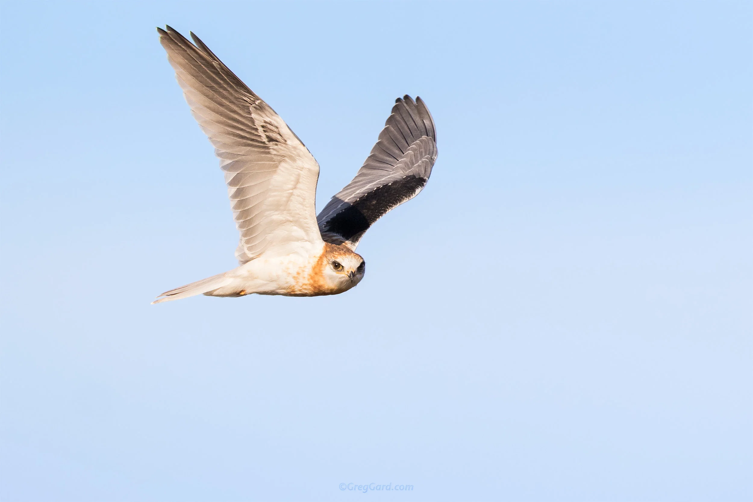 Juvenile White-tailed Kite flying by - CA