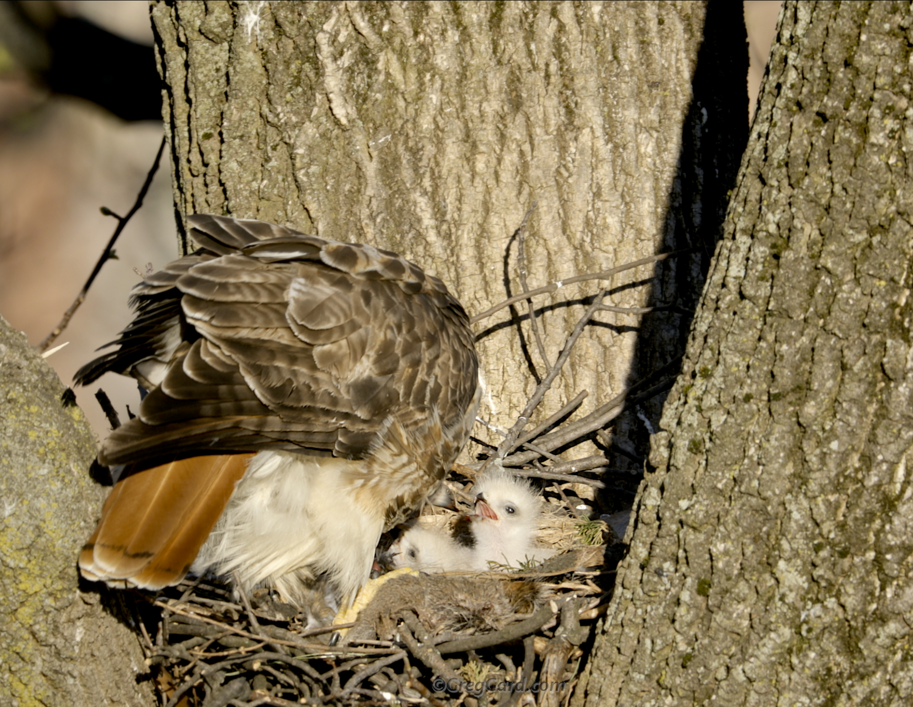 Red-tailed Hawk feeding chicks in the nest - New Jersey