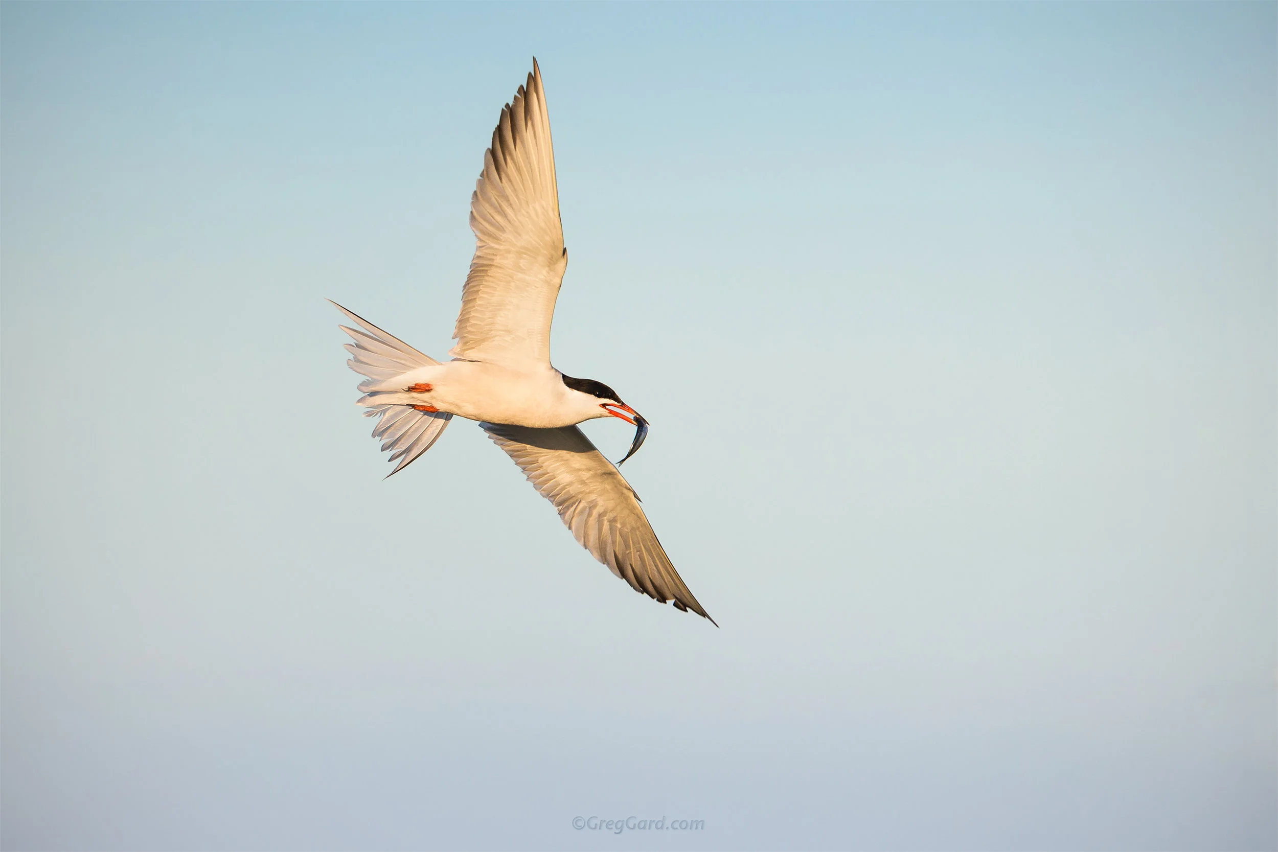 Common Tern flying with a fish - Nickerson Beach, NY