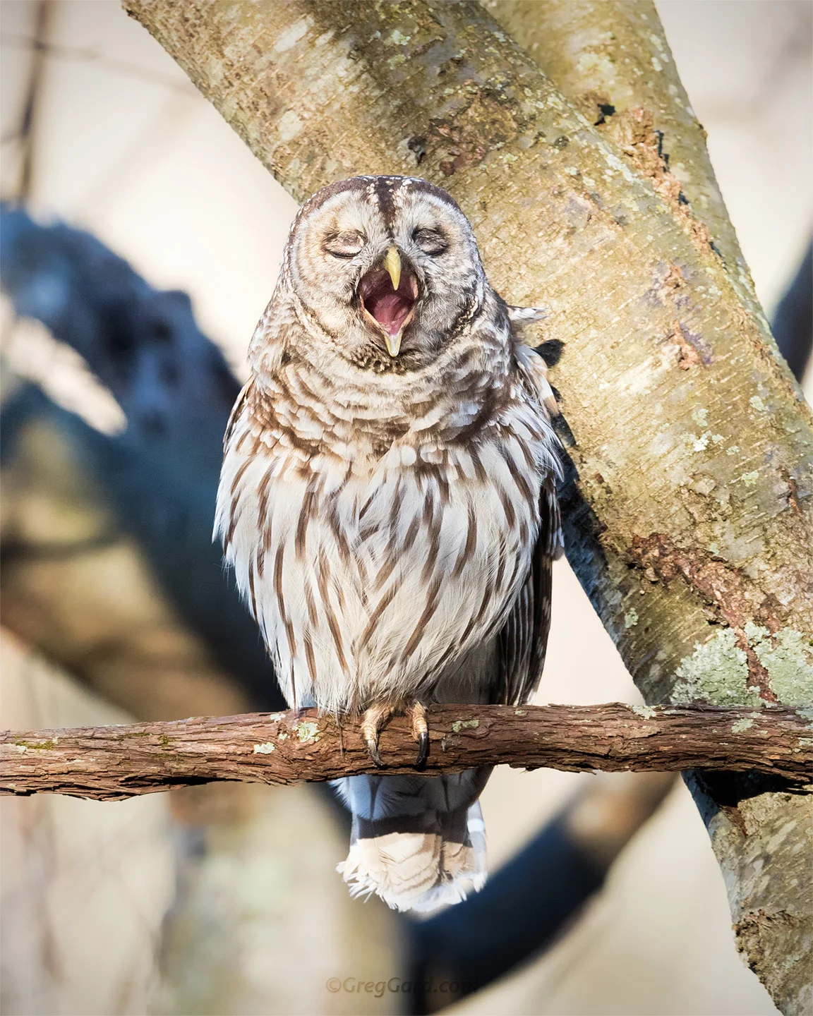 Barred Owl yawning - New Jersey