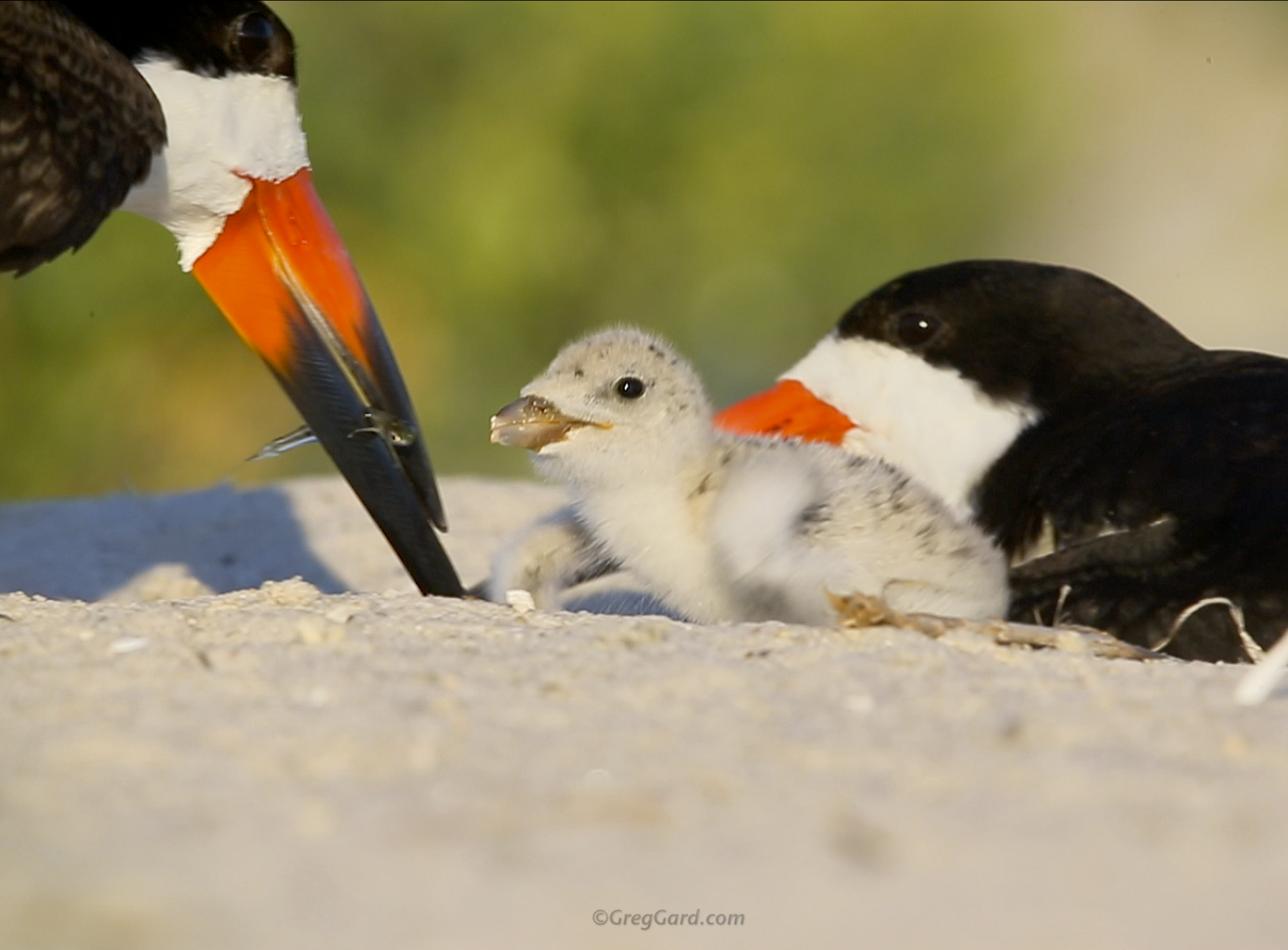 Video of a Black Skimmer chicks being fed - Nickerson Beach, New York