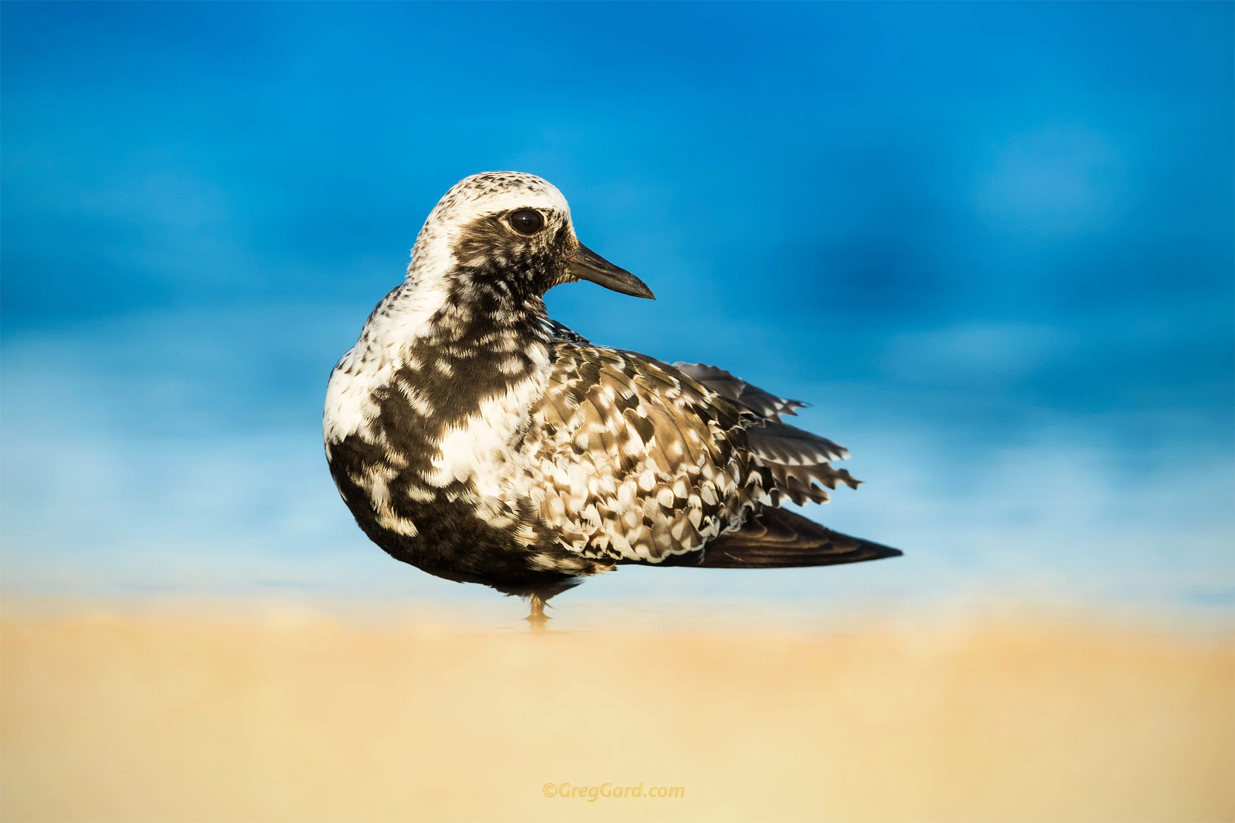 Black-bellied Plover - New Jersey