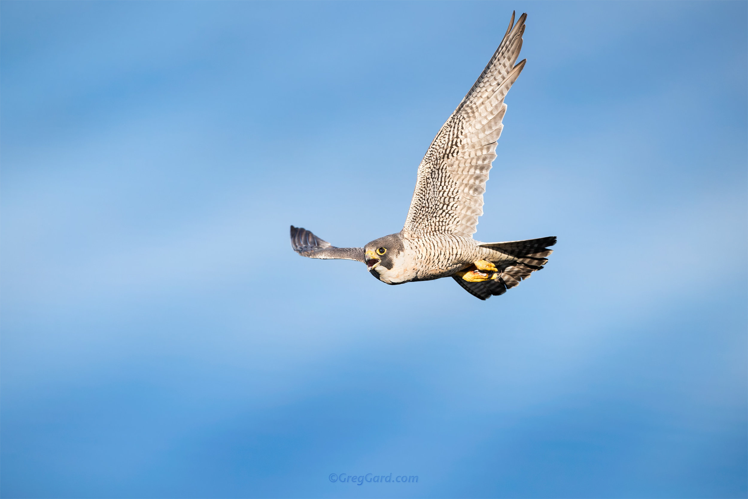 Peregrine Falcon - Palisades, NJ