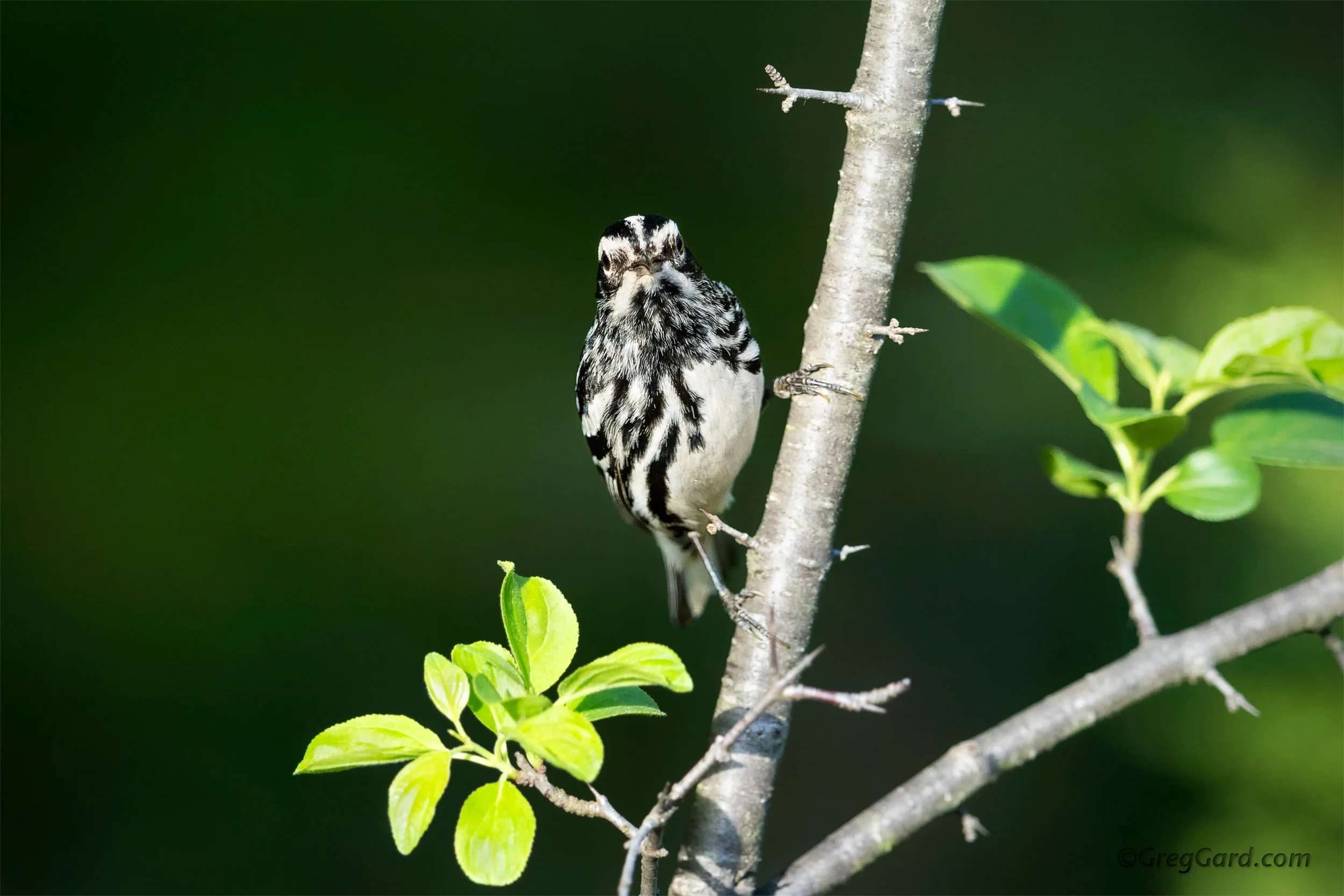 Black and White Warbler - New Jersey