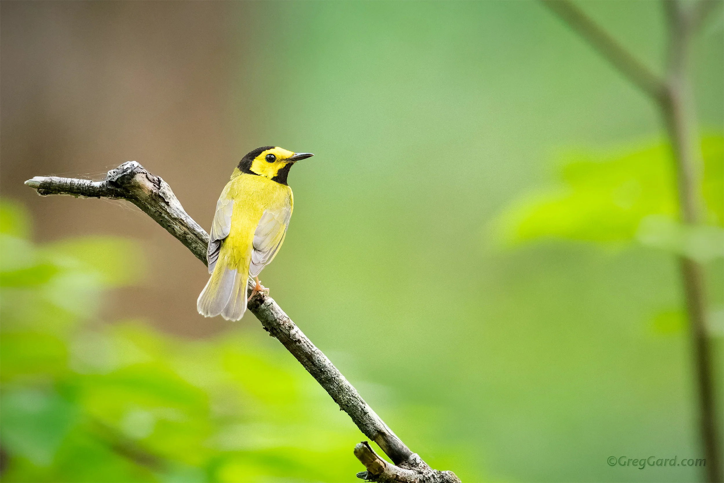 Hooded Warbler - New Jersey
