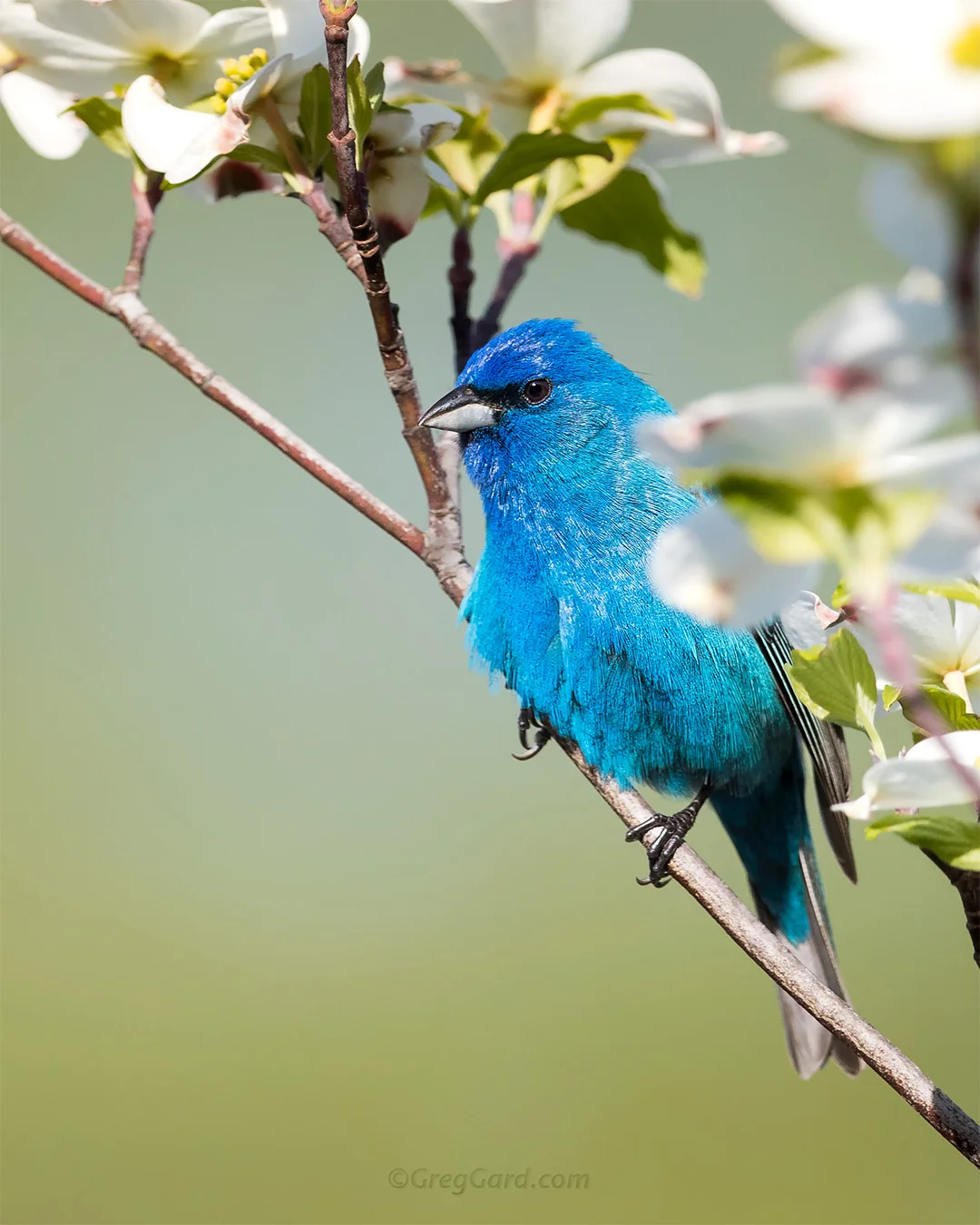 Indigo Bunting - New Jersey