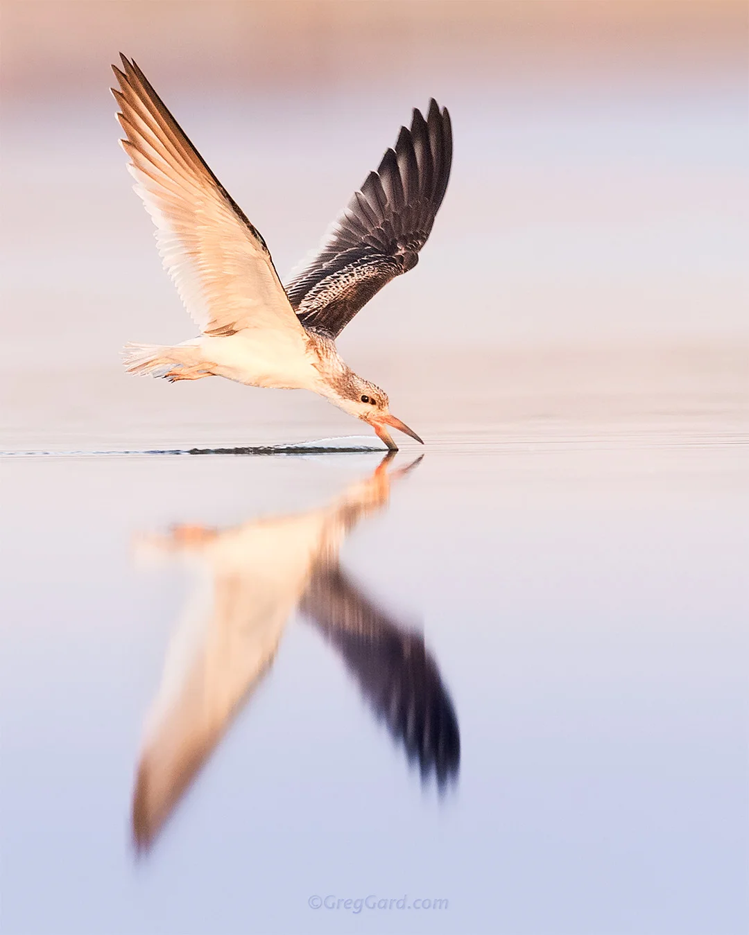 Juvenile Black Skimmer - Nickerson Beach, New York