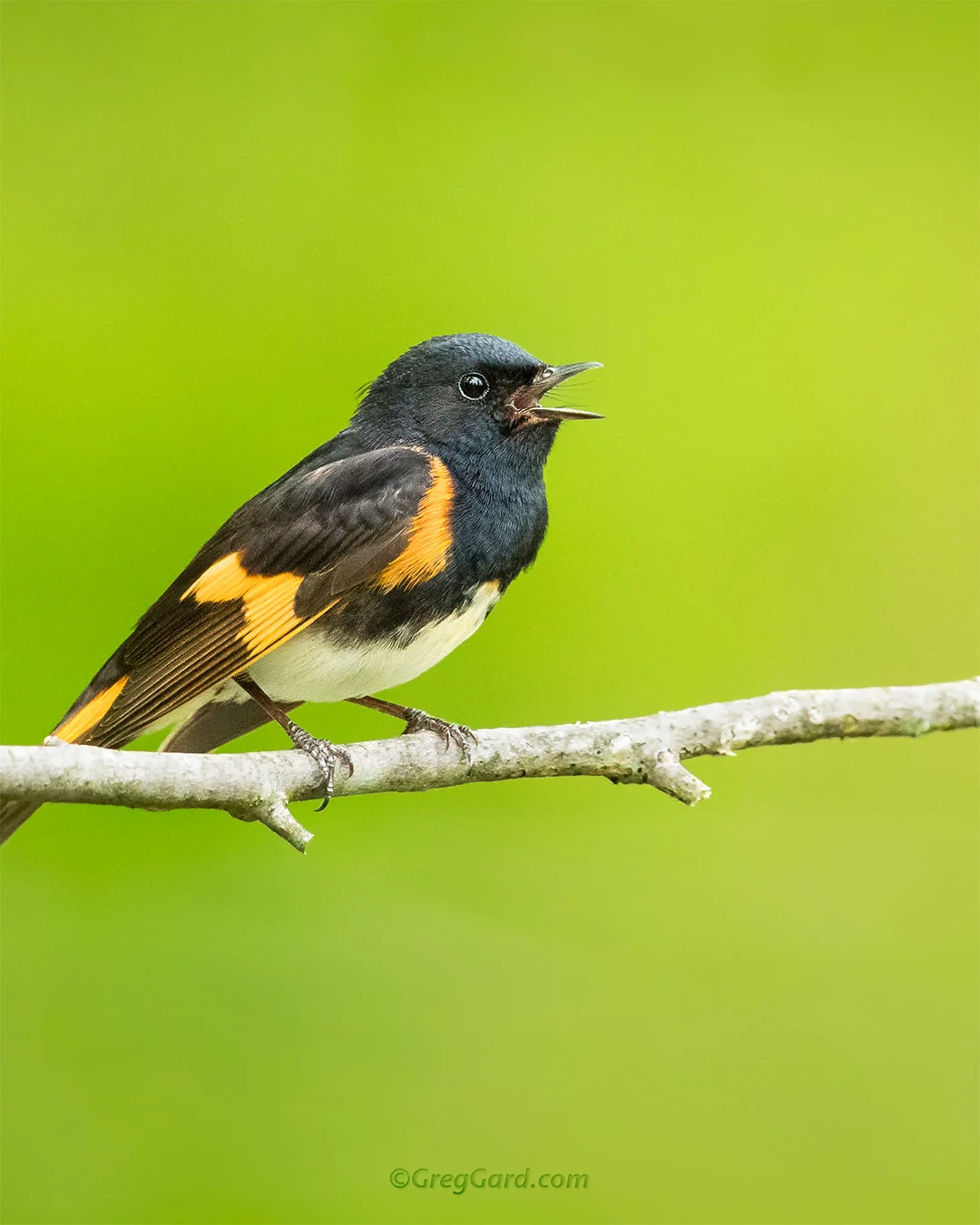 American Redstart - New Jersey