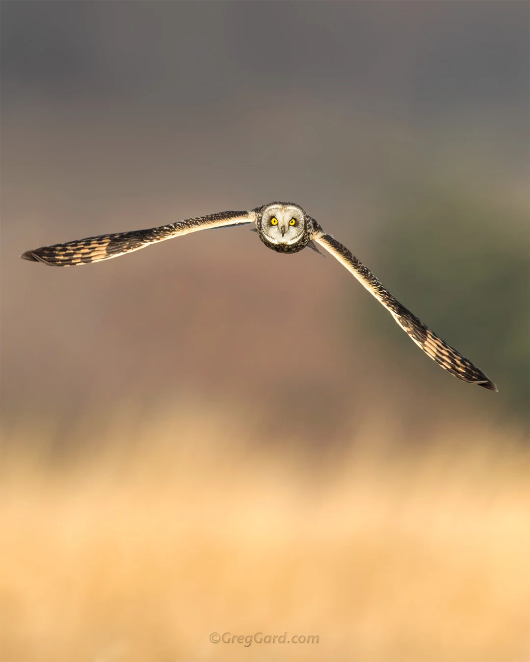 Short-eared Owl straight on - New York
