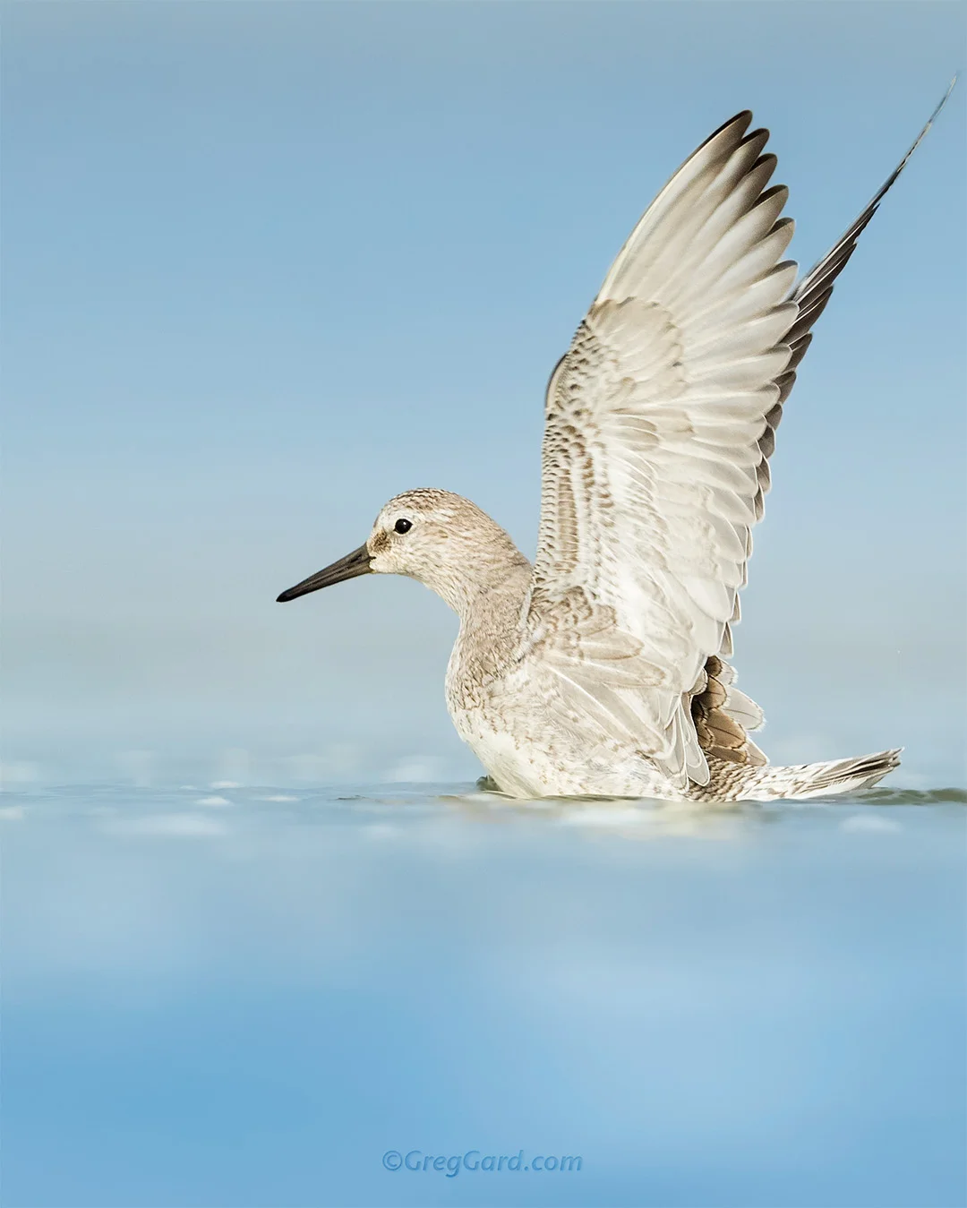 Red Knot taking a bath - New Jersey