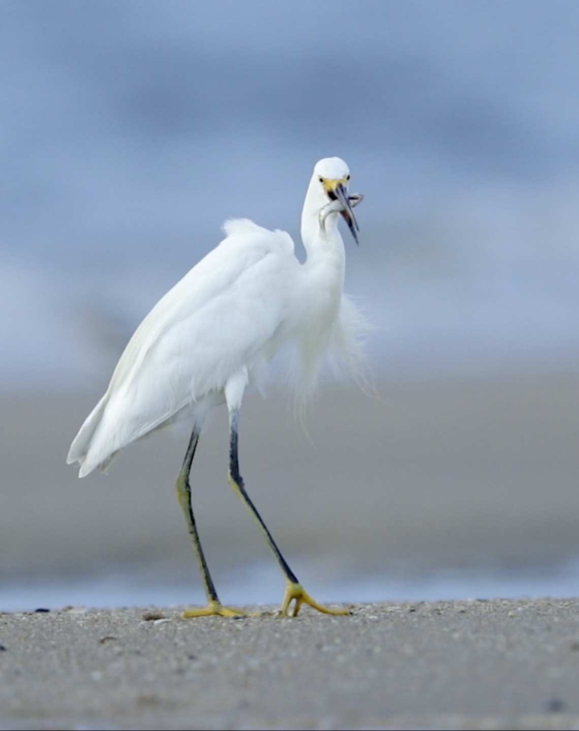 Snowy Egret catching a fish - New Jersey