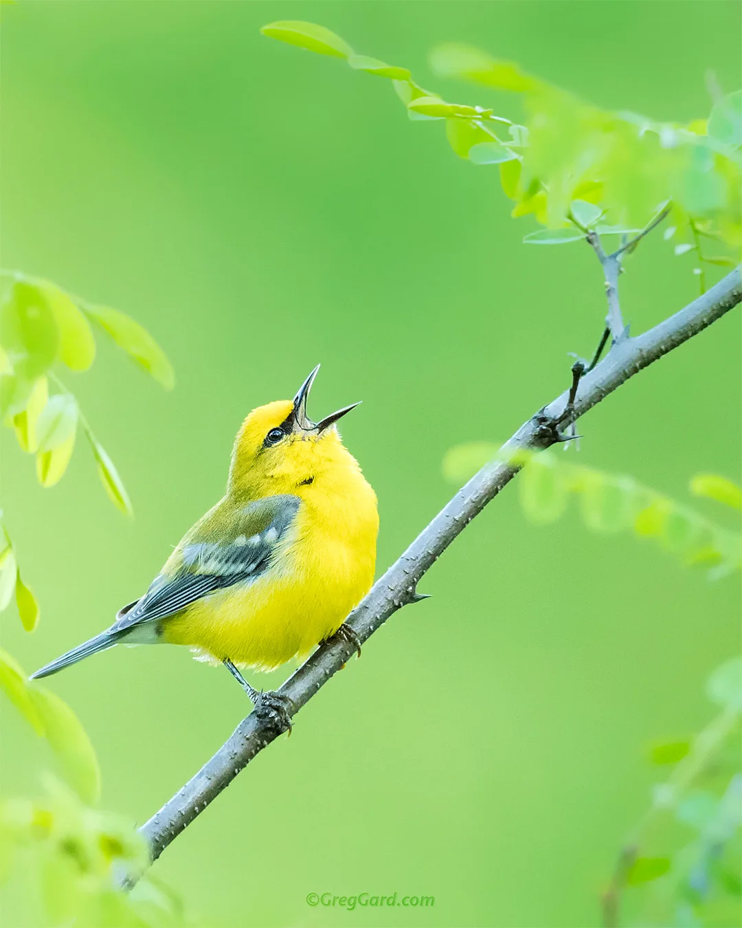 Blue-winged Warbler - New Jersey