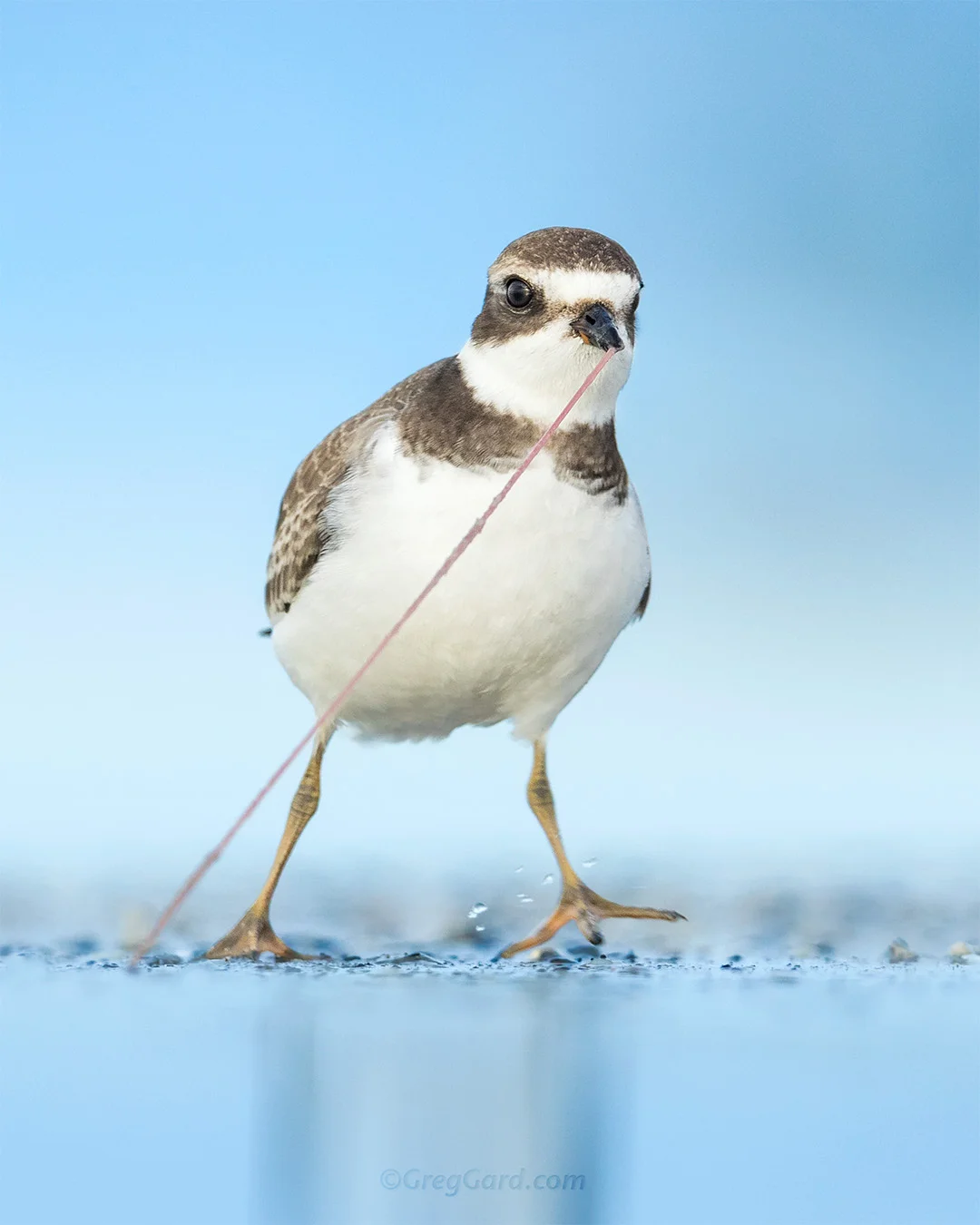 Semipalmated Plover - New Jersey