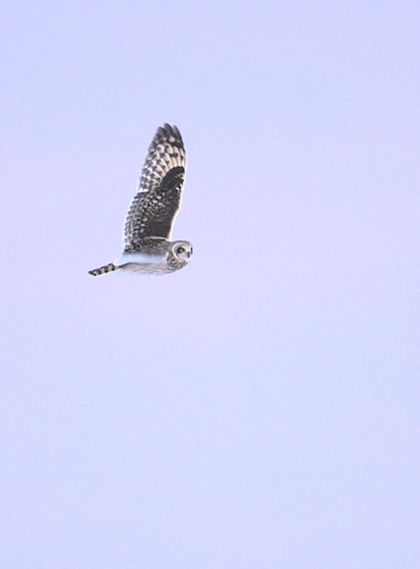 Short-eared Owl in-flight - New York