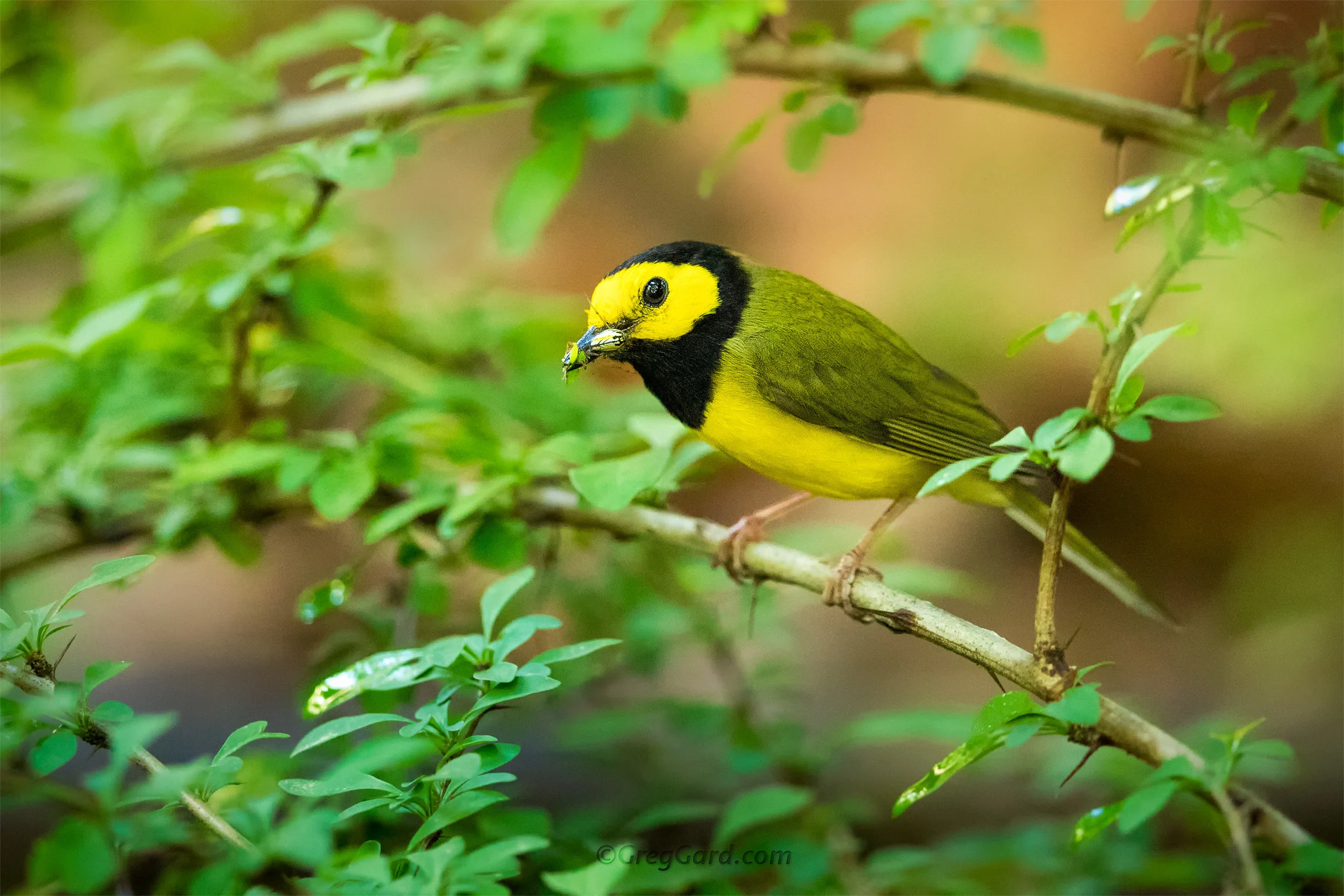 Hooded Warbler - New Jersey