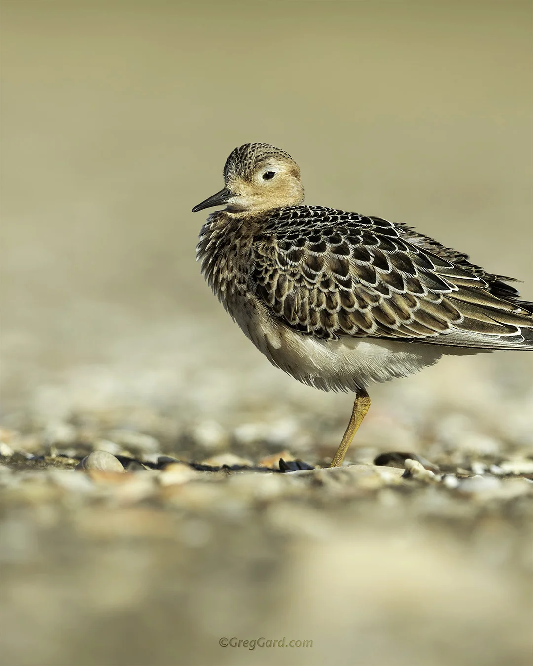 Buff-breasted Sandpiper - New Jersey