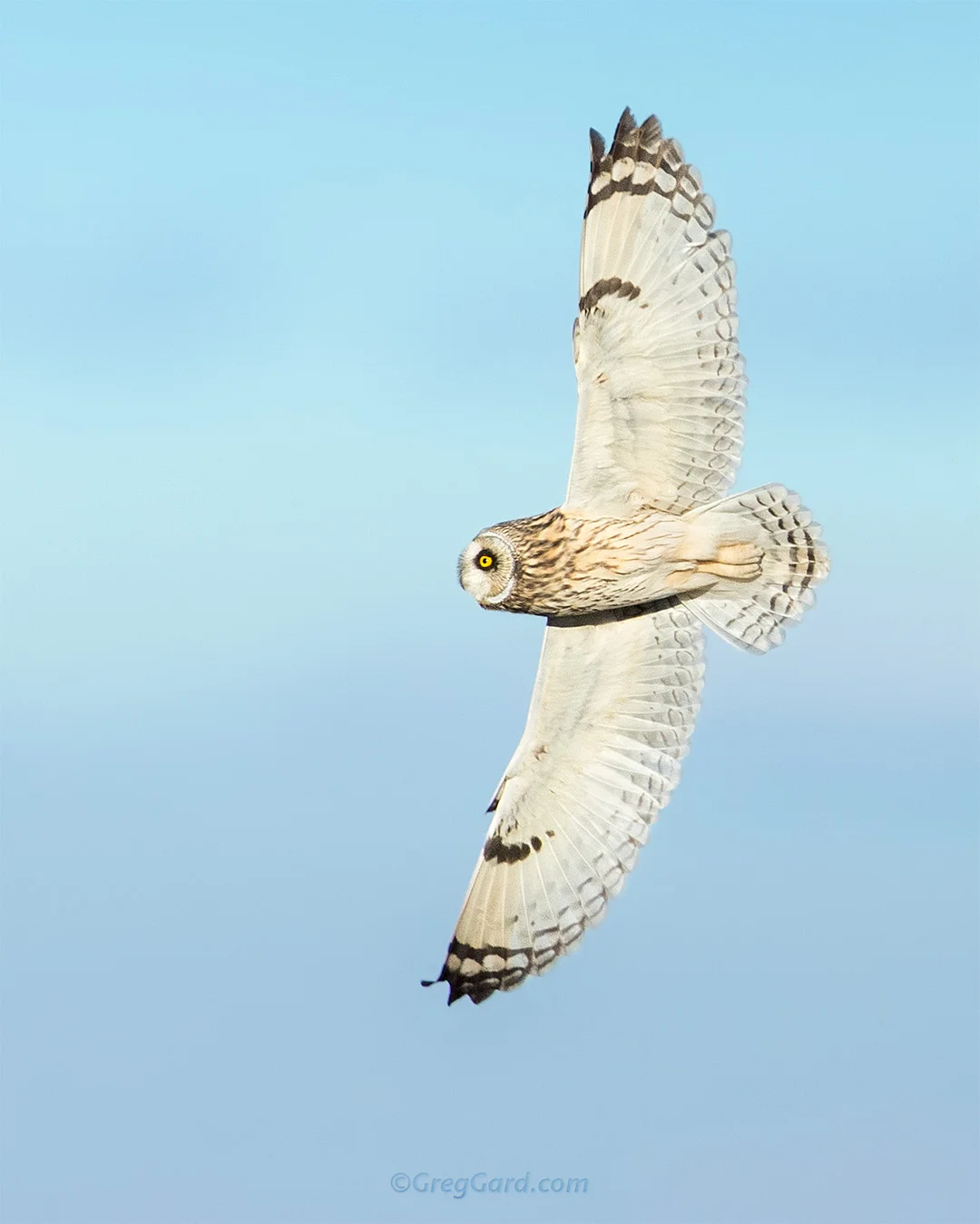 Short-eared Owl wingspan - New York