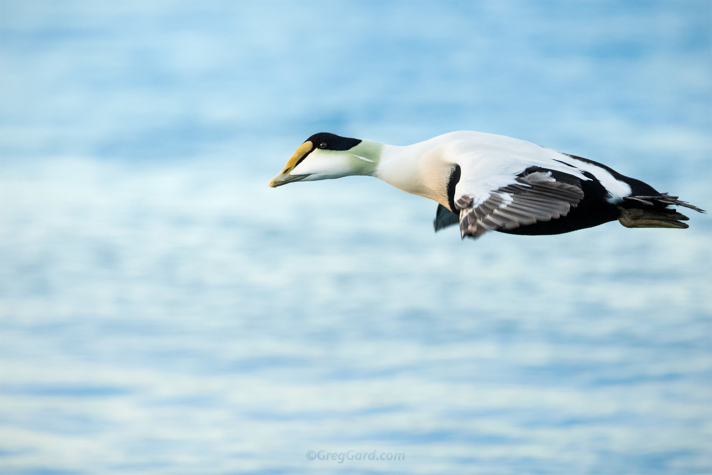 Common Eider - East Coast